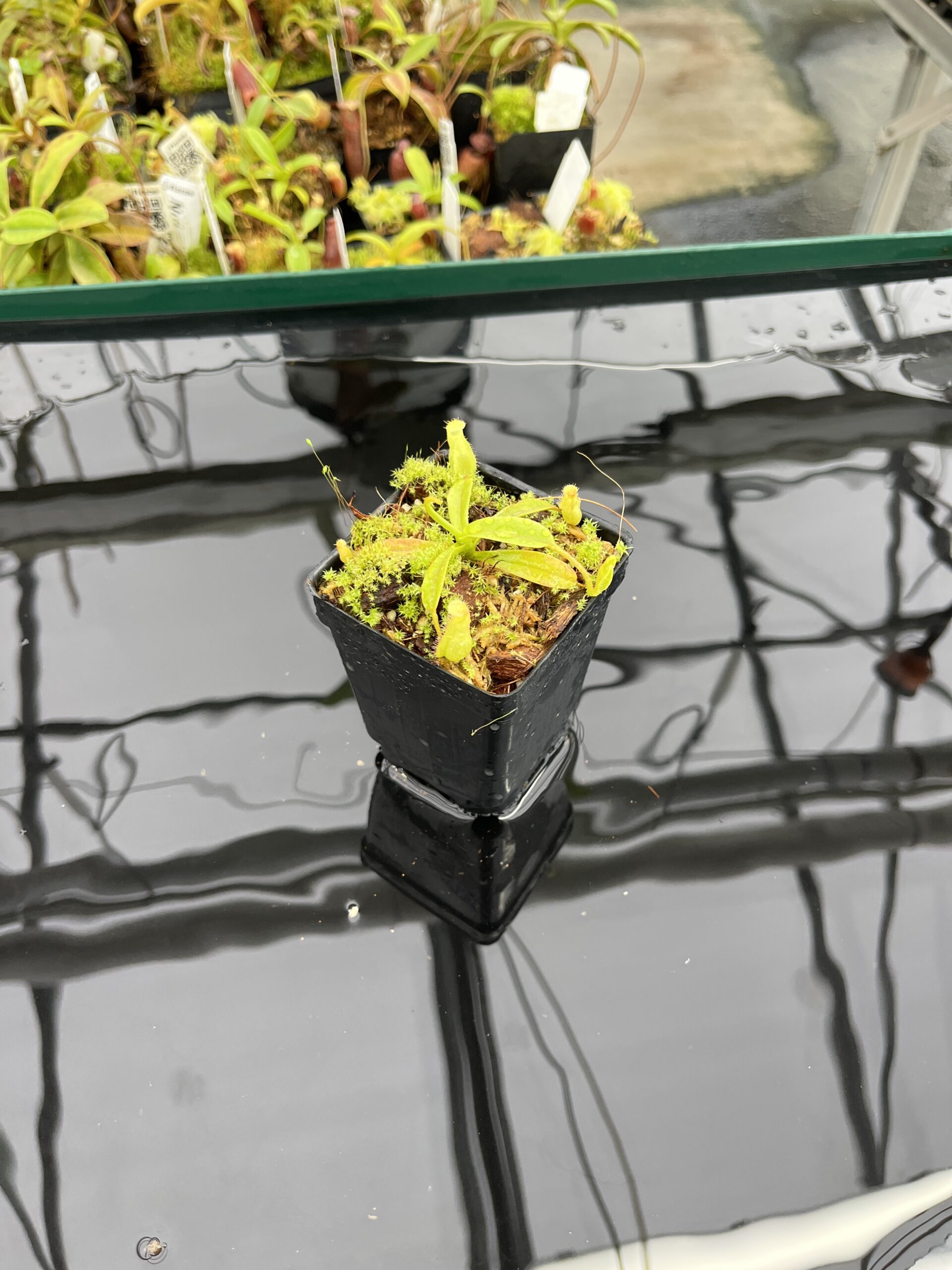 Wide Angle of Nepenthes (diabolica x hamata) x eymae G. Tambusisi pod #2 | MKS | Florae | Florae Collaborative | FC-436 | H23523