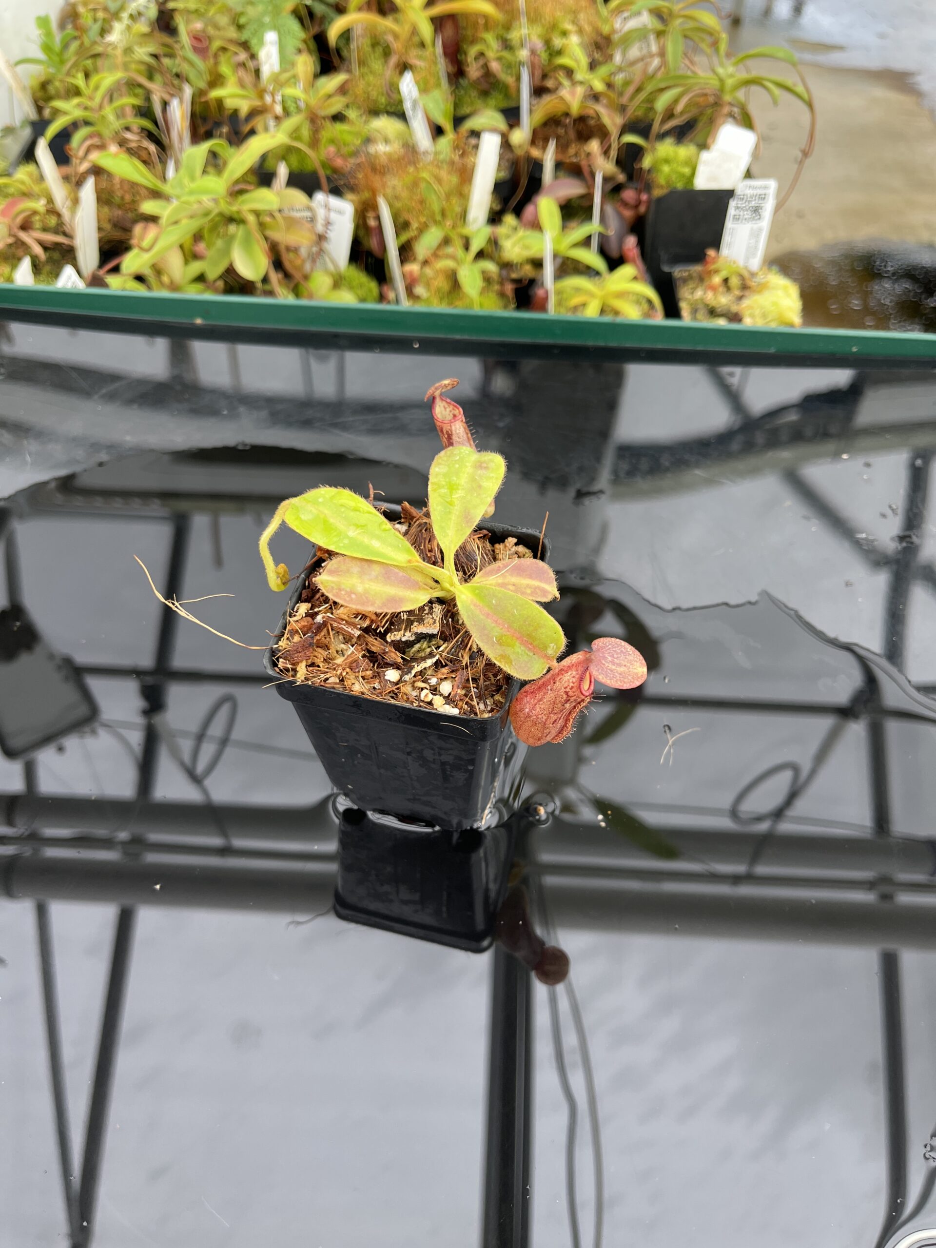 Wide Angle of Nepenthes glandulifera x ephippiata | Borneo Exotics | BE-4655 | H23334