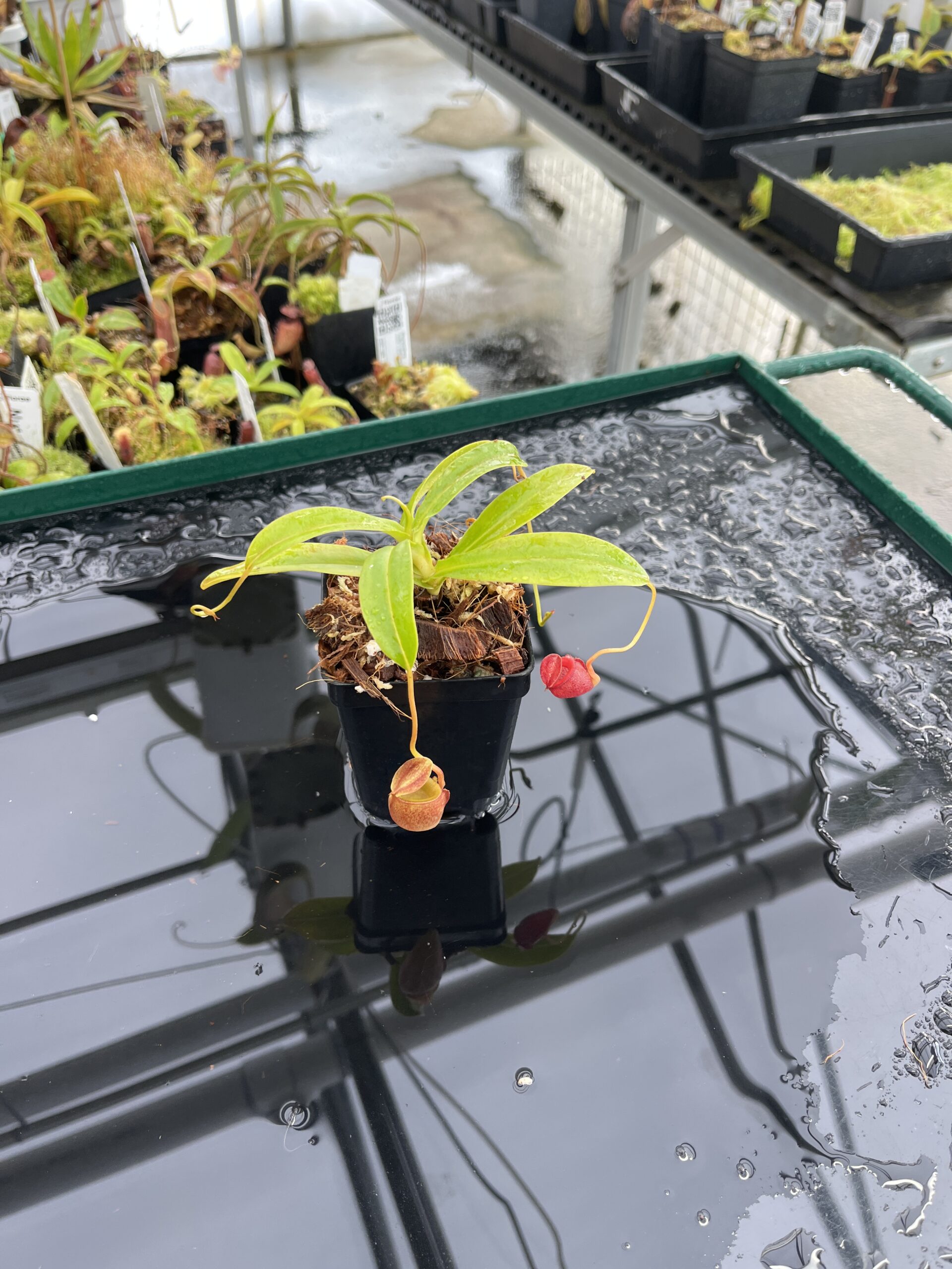 Wide Angle of Nepenthes jacquelineae | Borneo Exotics | BE-3092 | H23432