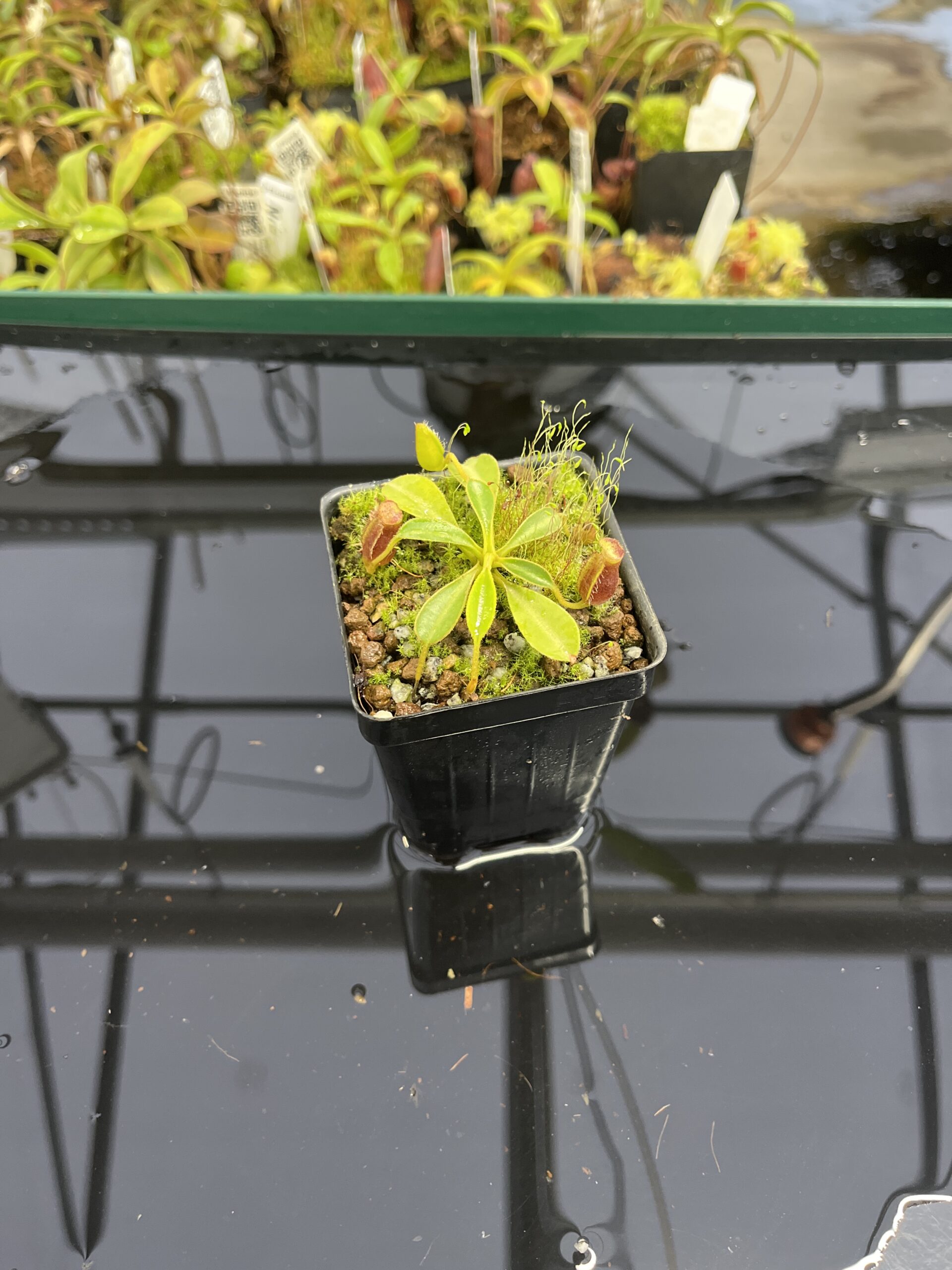Wide Angle of Nepenthes lowii | Borneo Exotics | BE-4629 | H23699