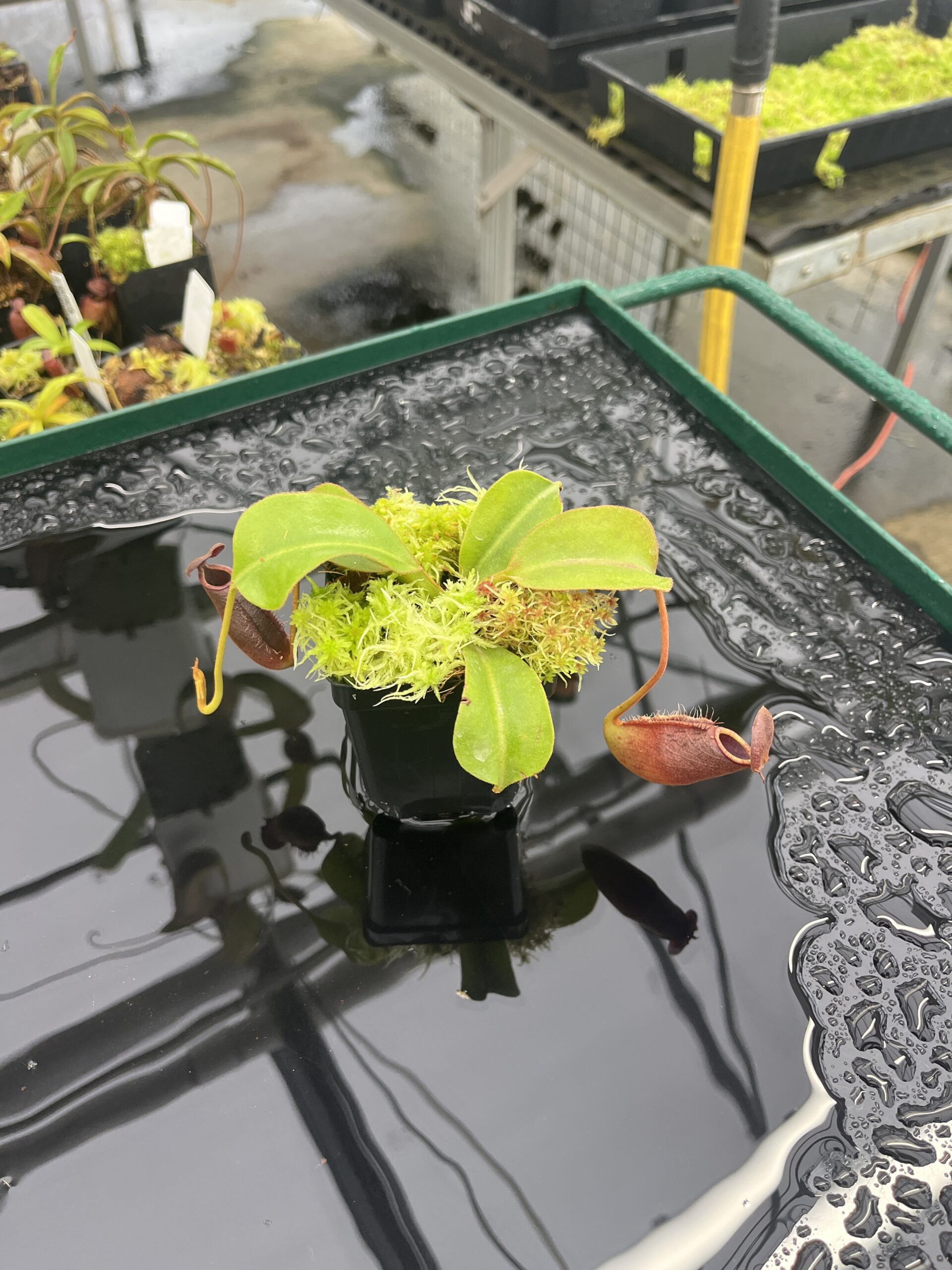 Wide Angle of Nepenthes (lowii x truncata) x (burbidgeae x lowii) | Andreas Wistuba | AW-ISC | IN23474