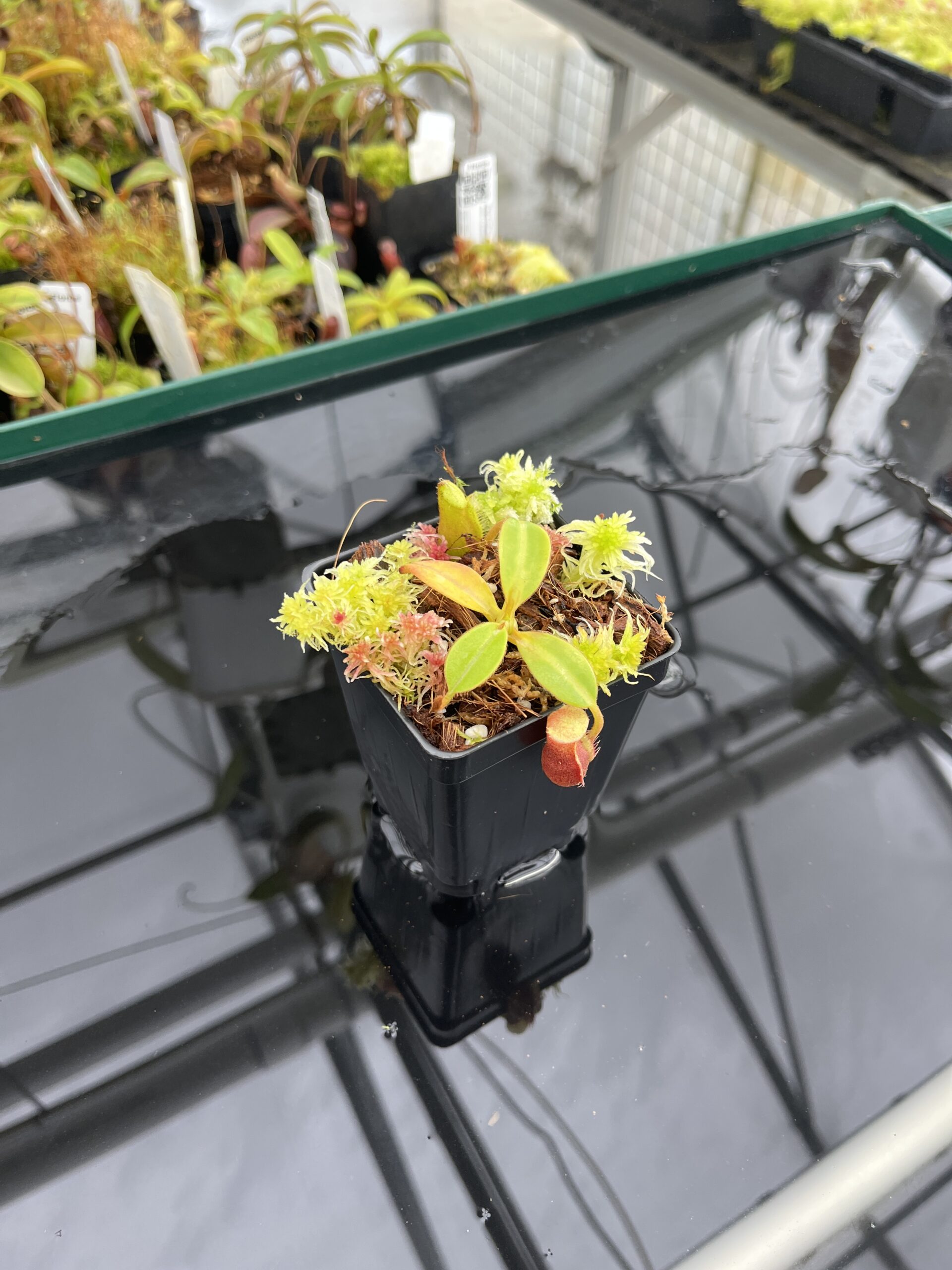 Wide Angle of Nepenthes macrophylla (Gunung Trusmadi, Borneo) | Andreas Wistuba | AW-RSC | H23320