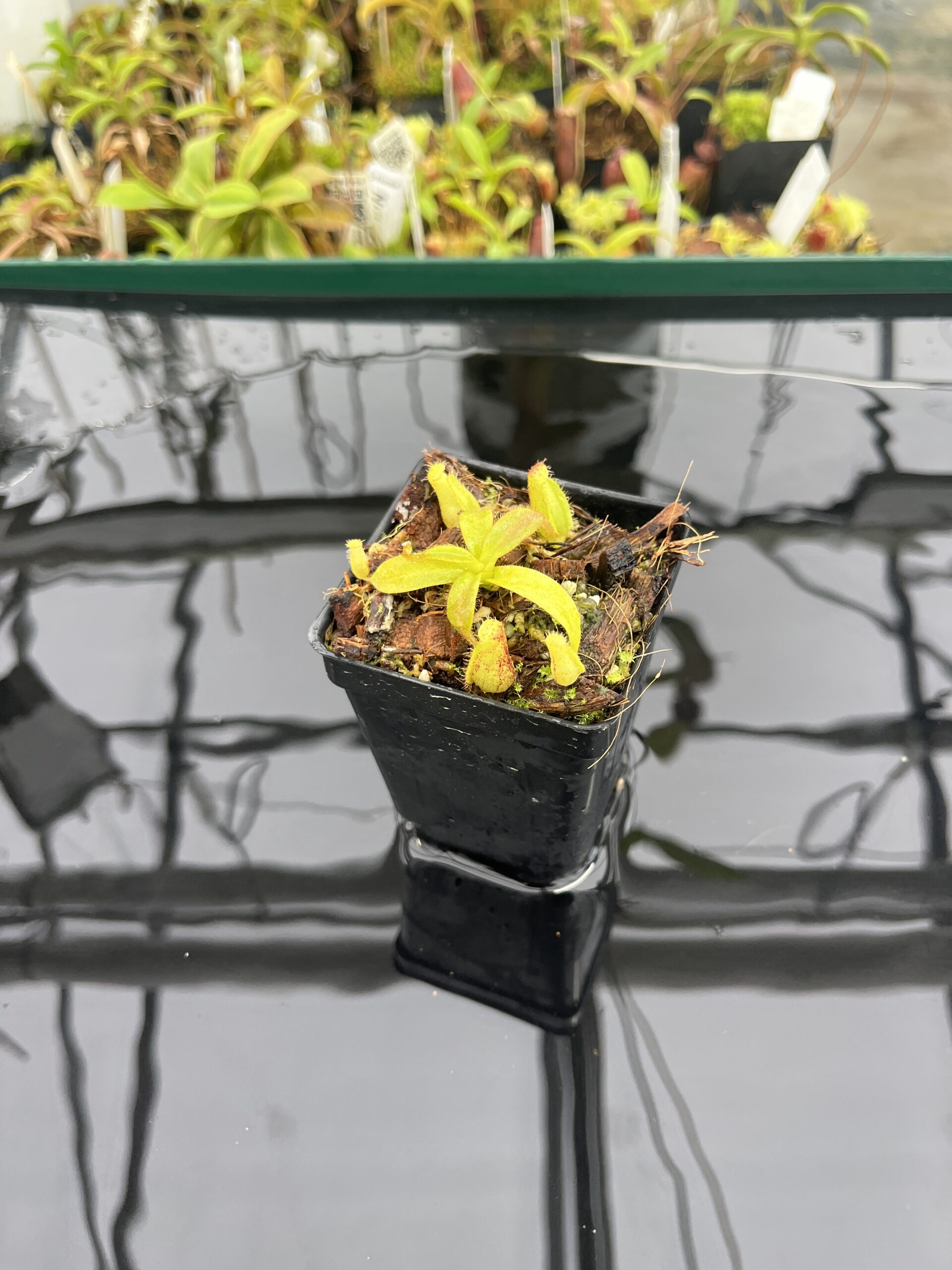 Wide Angle of Nepenthes mollis x diabolica #1 | MKS | Florae | Assorted Clones | Florae Collaborative | FC-440 | H23520