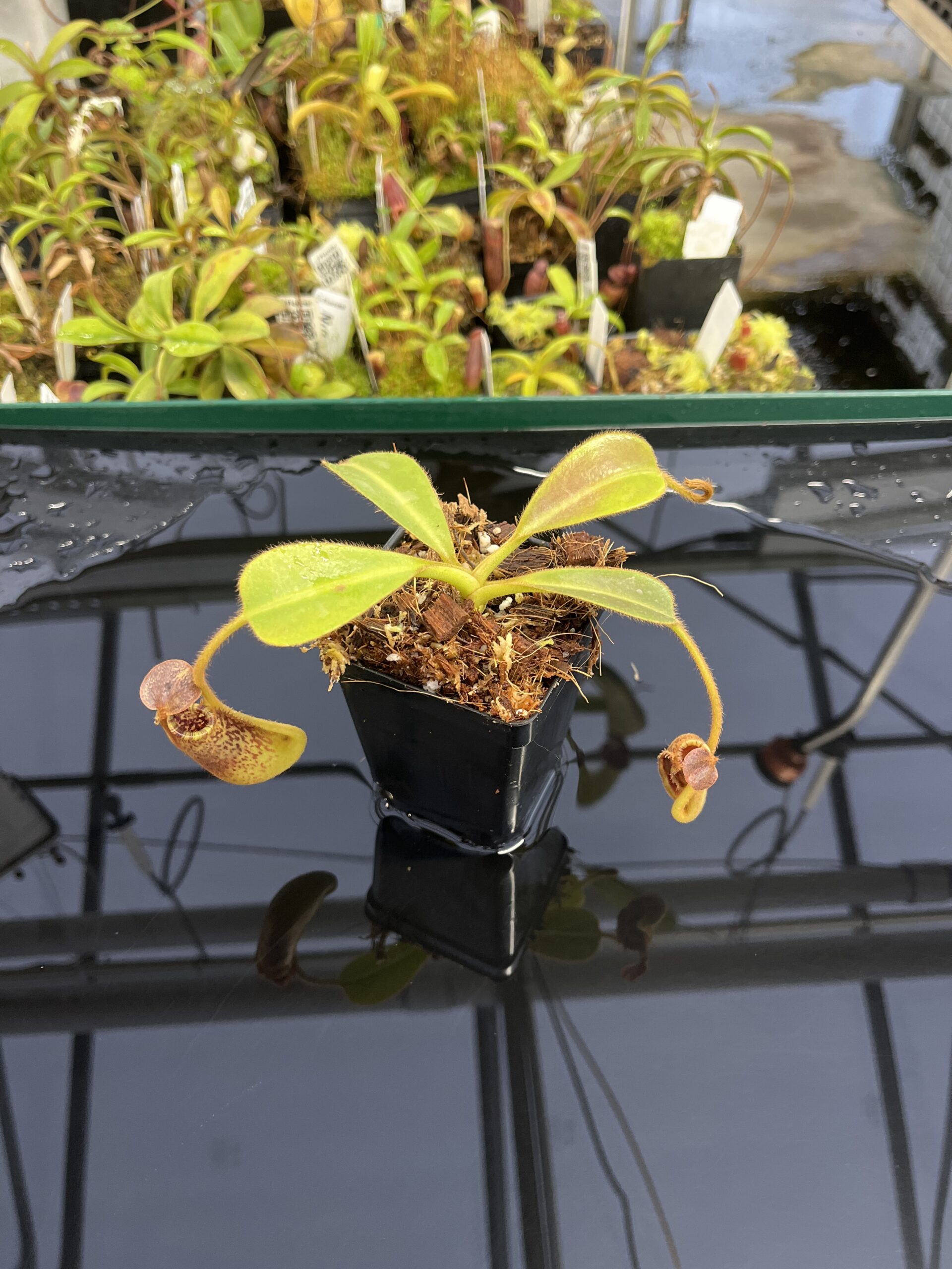 Wide Angle of Nepenthes mollis x lowii | Borneo Exotics | BE-4668 | H23701