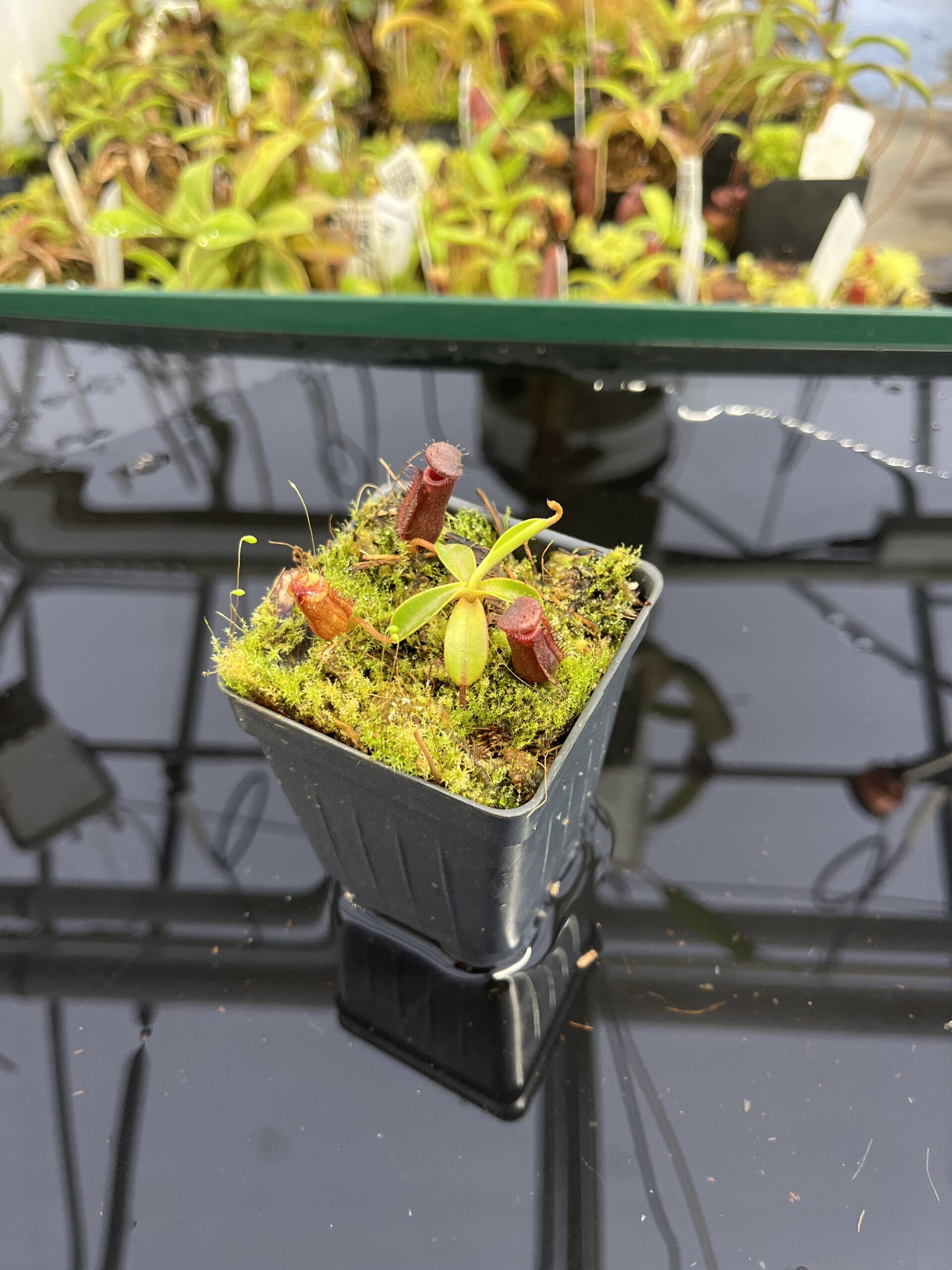 Wide Angle of Nepenthes muluensis x lowii | Borneo Exotics | BE-3128 | H23698
