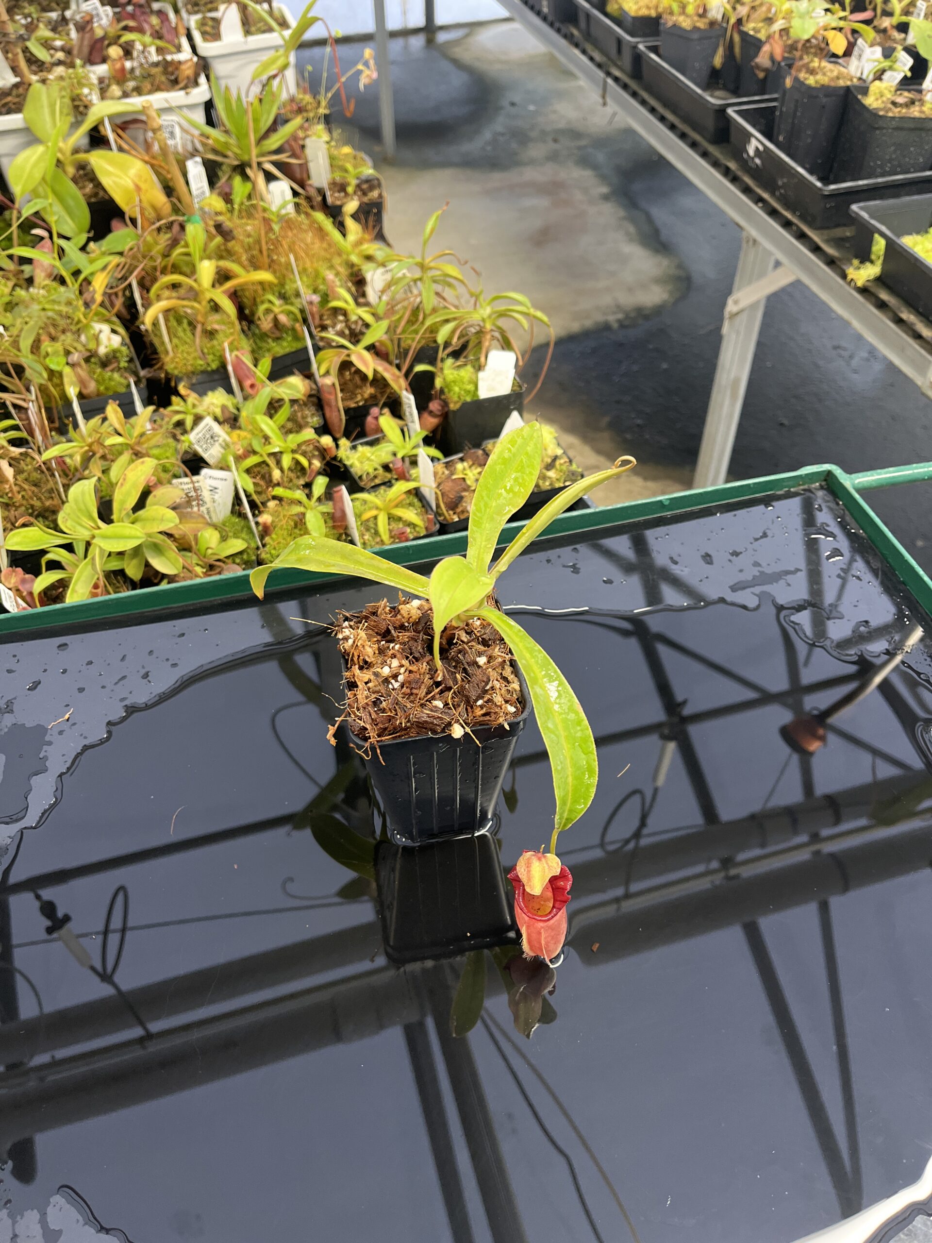 Wide Angle of Nepenthes ovata | Borneo Exotics | BE-3919 | H23496