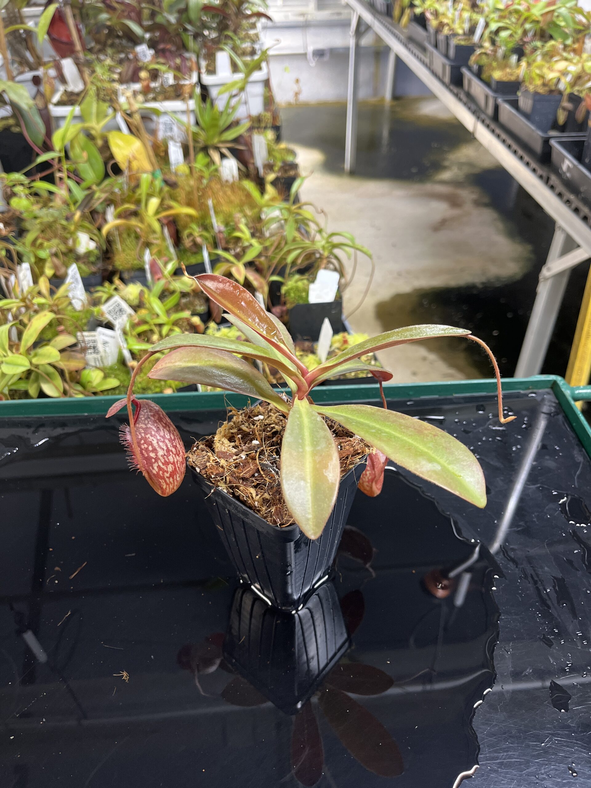 Wide Angle of Nepenthes peltata x aristolochioides | Borneo Exotics | BE-4633 | IN23635