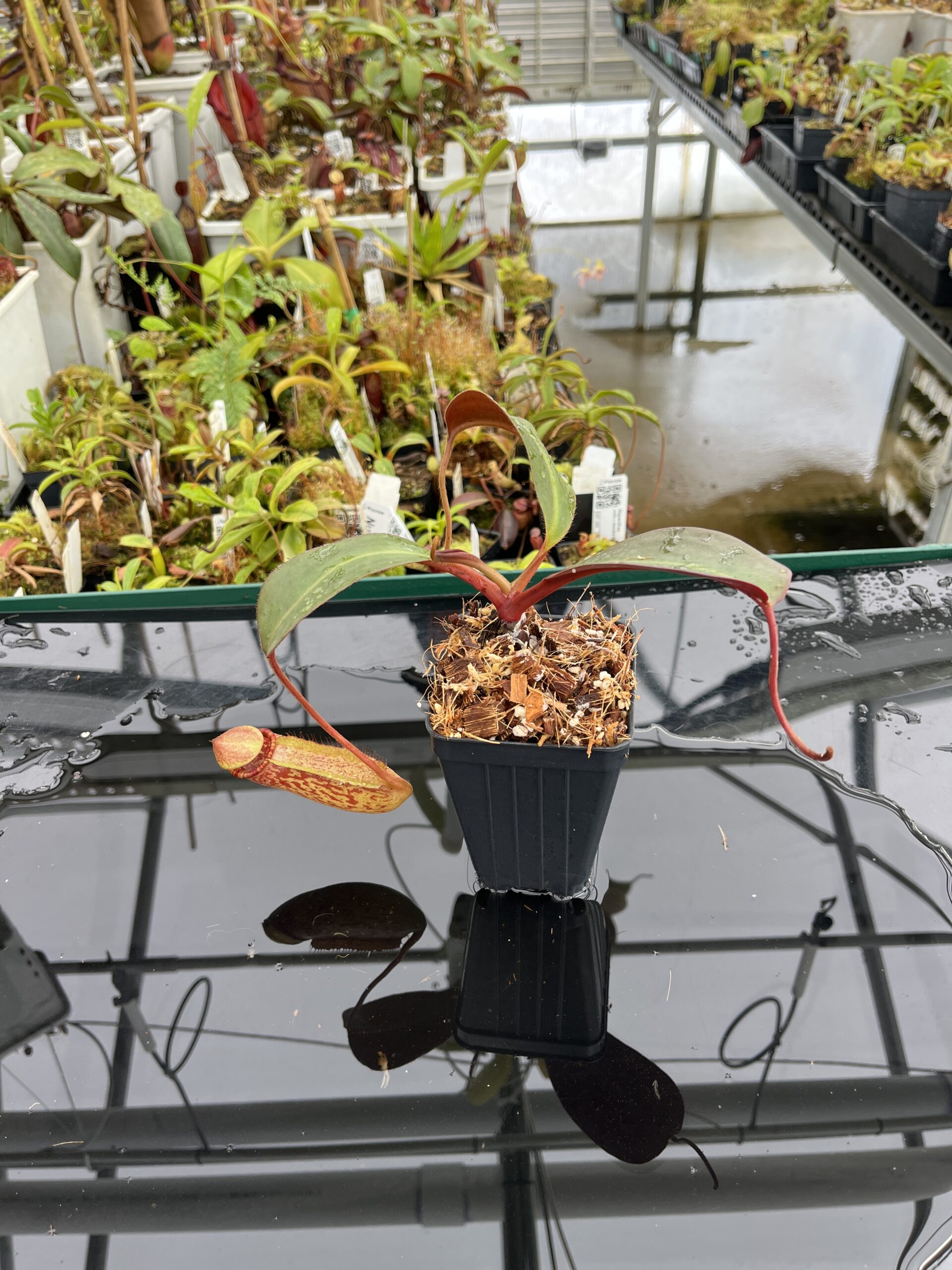 Wide Angle of Nepenthes peltata x ephippiata | Borneo Exotics | BE-4654 | IN23262