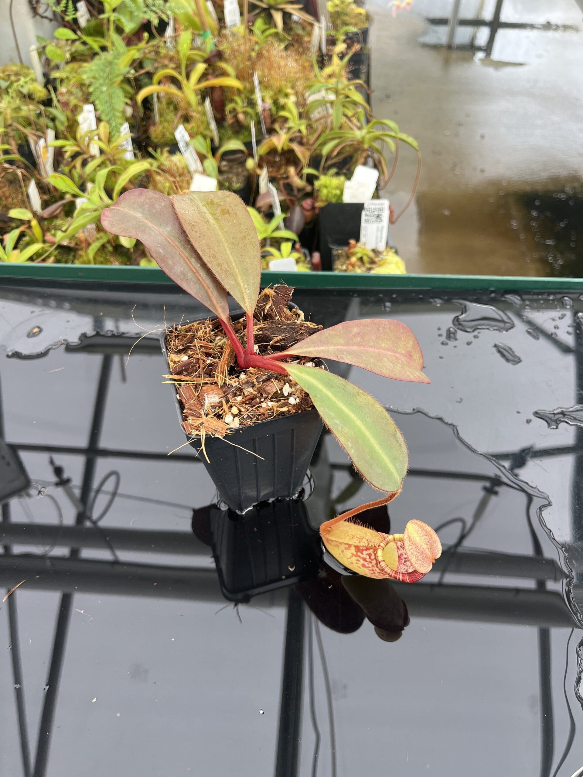 Wide Angle of Nepenthes peltata x ephippiata | Borneo Exotics | BE-4654 | IN23360