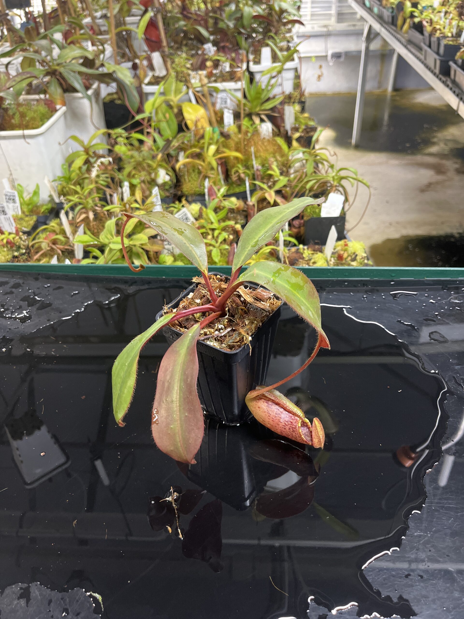 Wide Angle of Nepenthes peltata x ephippiata | Borneo Exotics | BE-4654 | IN23636