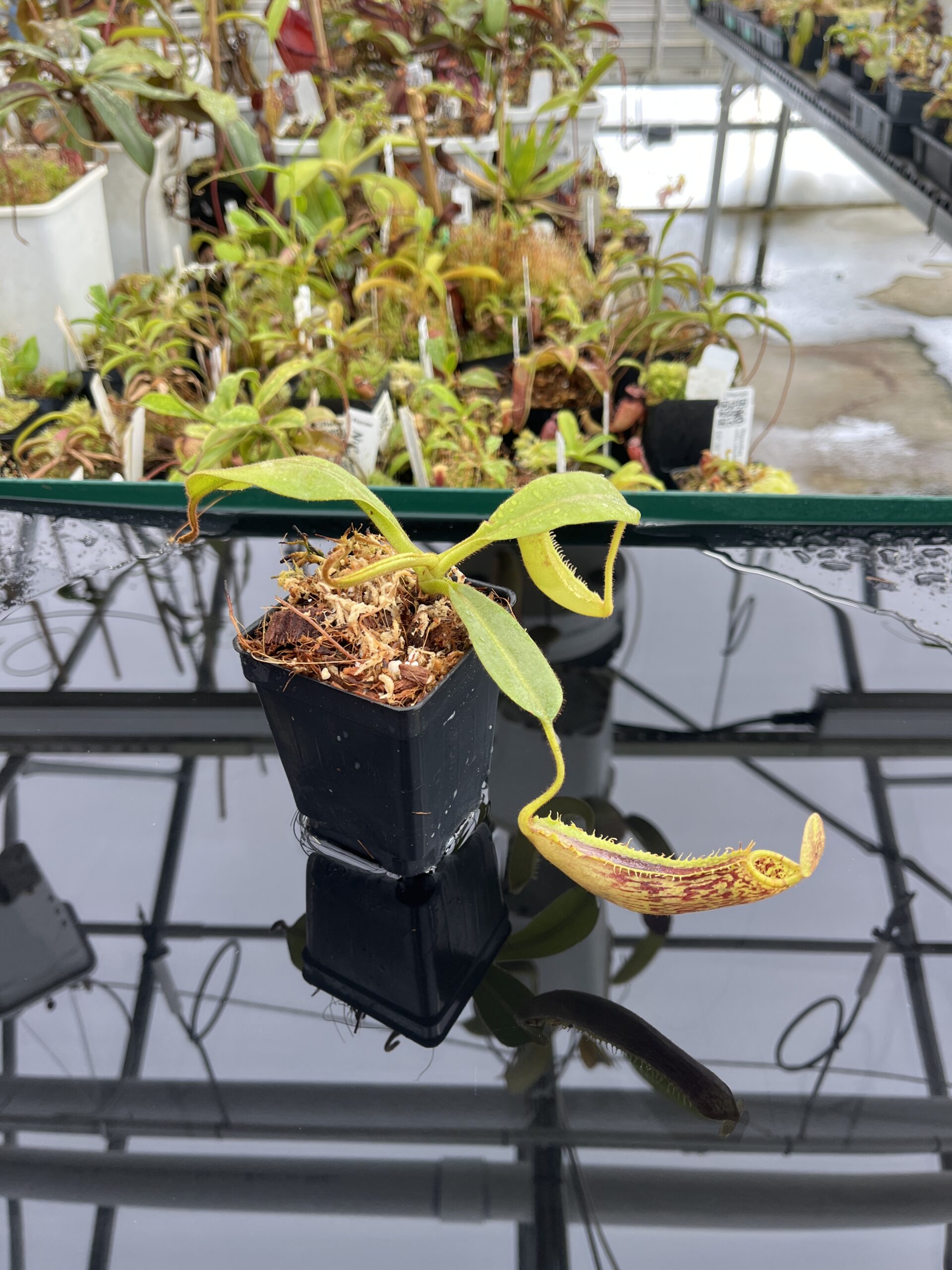 Wide Angle of Nepenthes platychila | Borneo Exotics | BE-4065 | H23433