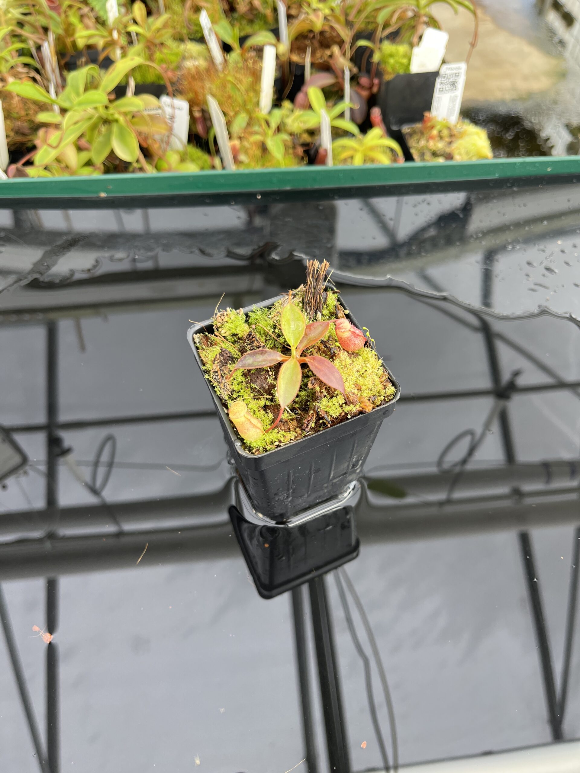 Wide Angle of Nepenthes rajah x attenboroughii | Borneo Exotics | BE-4641 | H23340