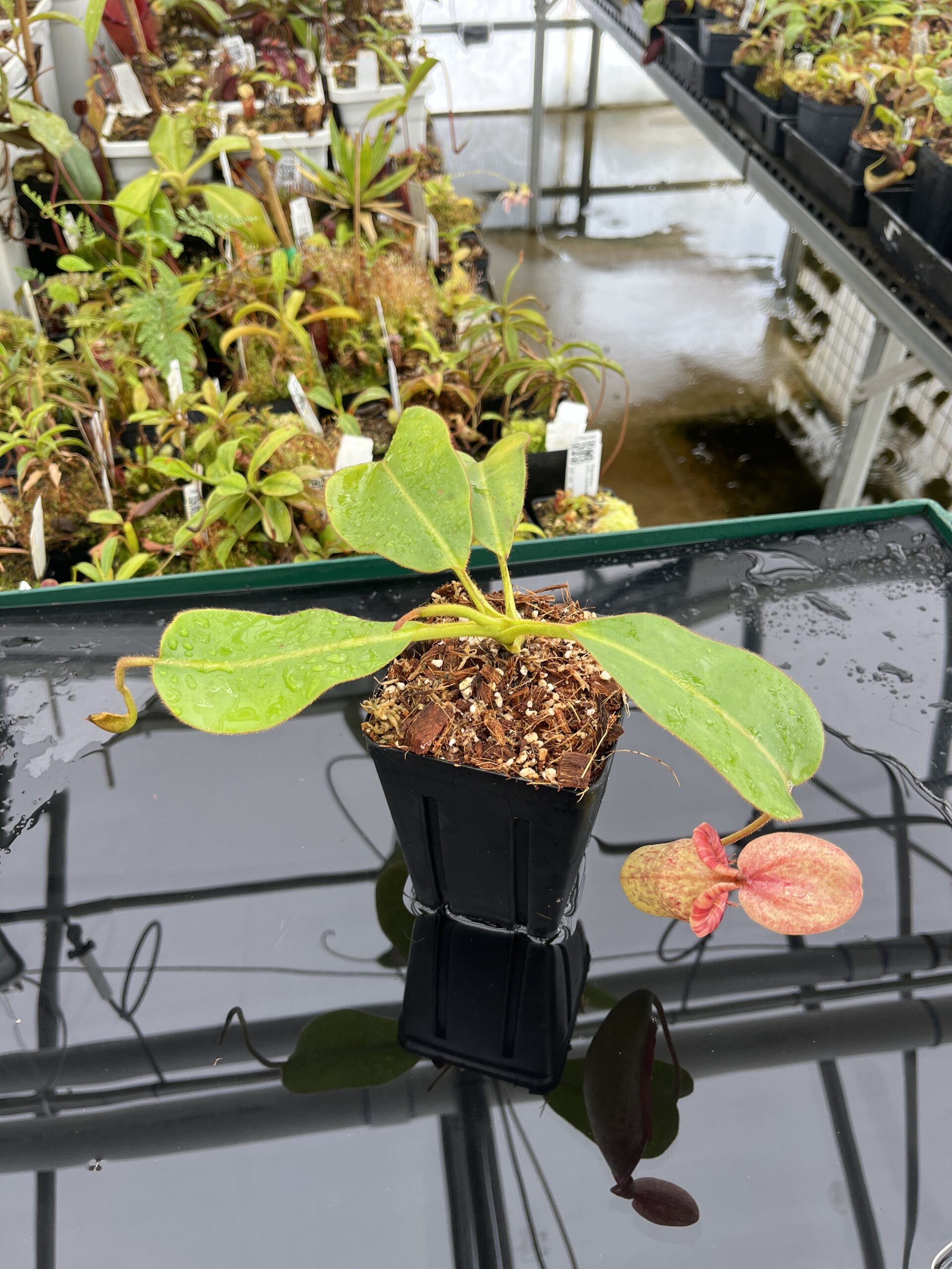 Wide Angle of Nepenthes rajah x (chaniana x veitchii) | Borneo Exotics | BE-4666 | IN23256