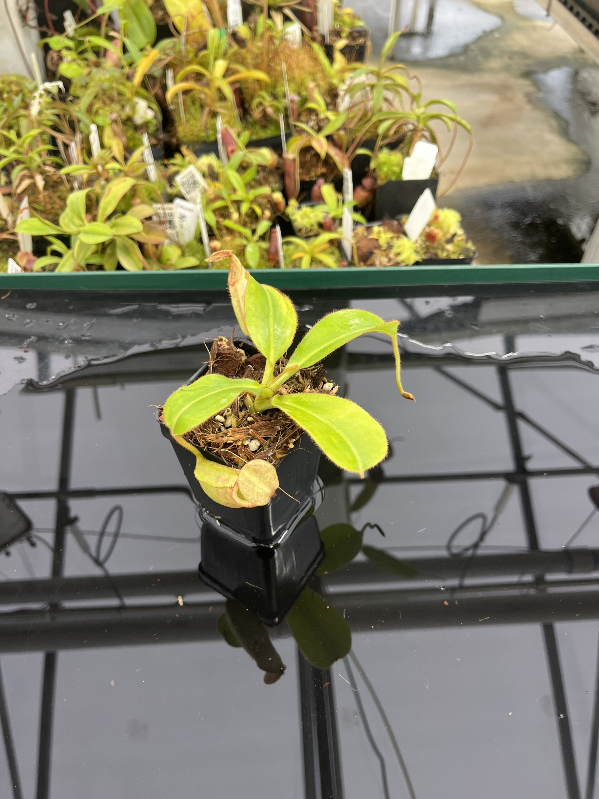 Wide Angle of Nepenthes rajah x (chaniana x veitchii) | Borneo Exotics | BE-4666 | IN23488