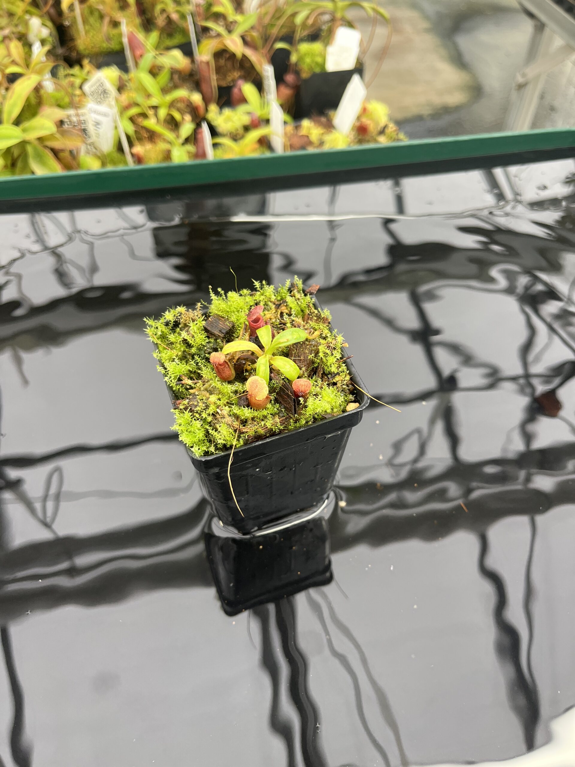 Wide Angle of Nepenthes rajah x edwardsiana | JH | Florae | Clone 2 | Jeremiah Harris | JH-96.02 | H23522