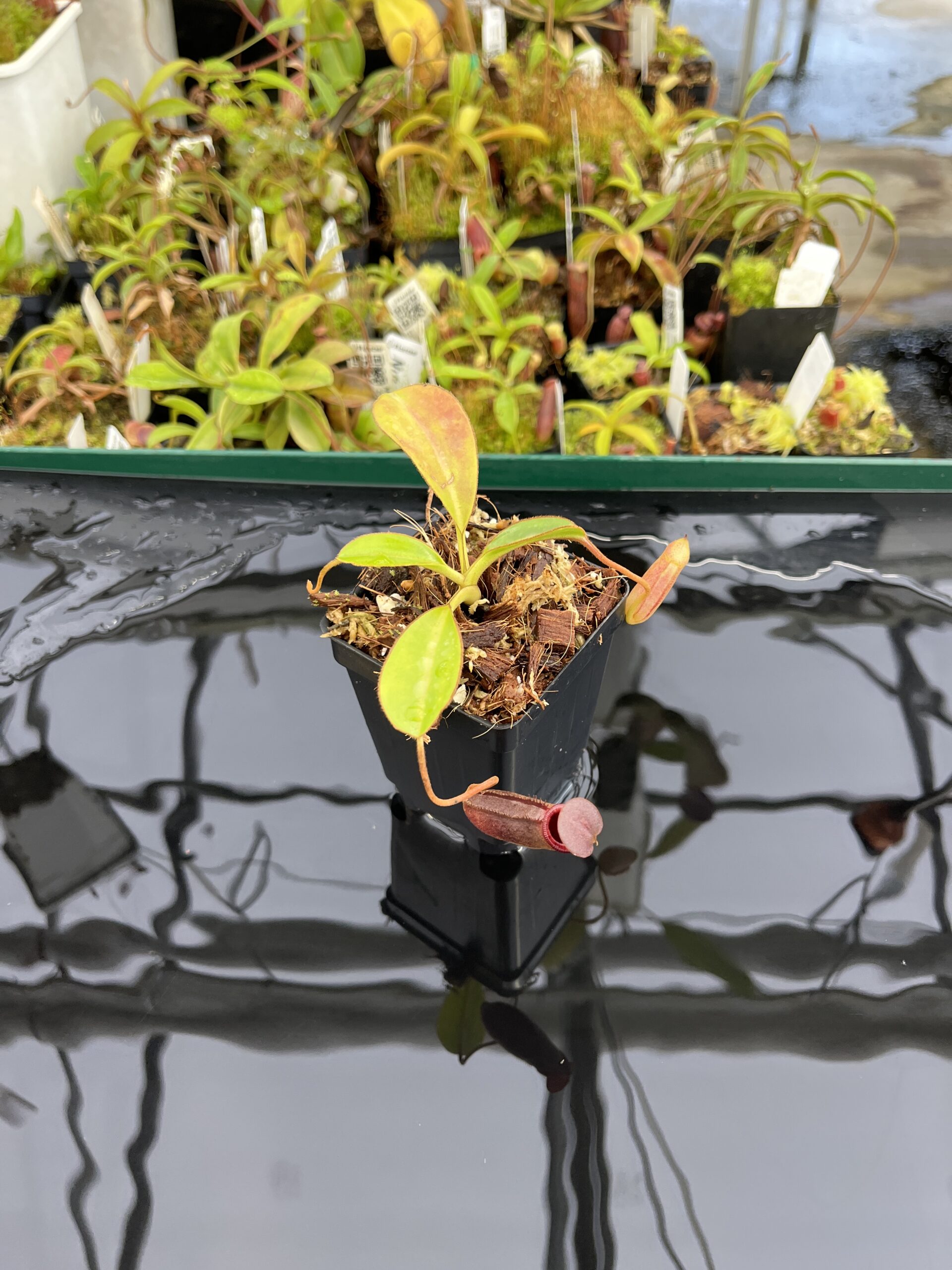 Wide Angle of Nepenthes rajah x lowii | Borneo Exotics | BE-4529 | H23684