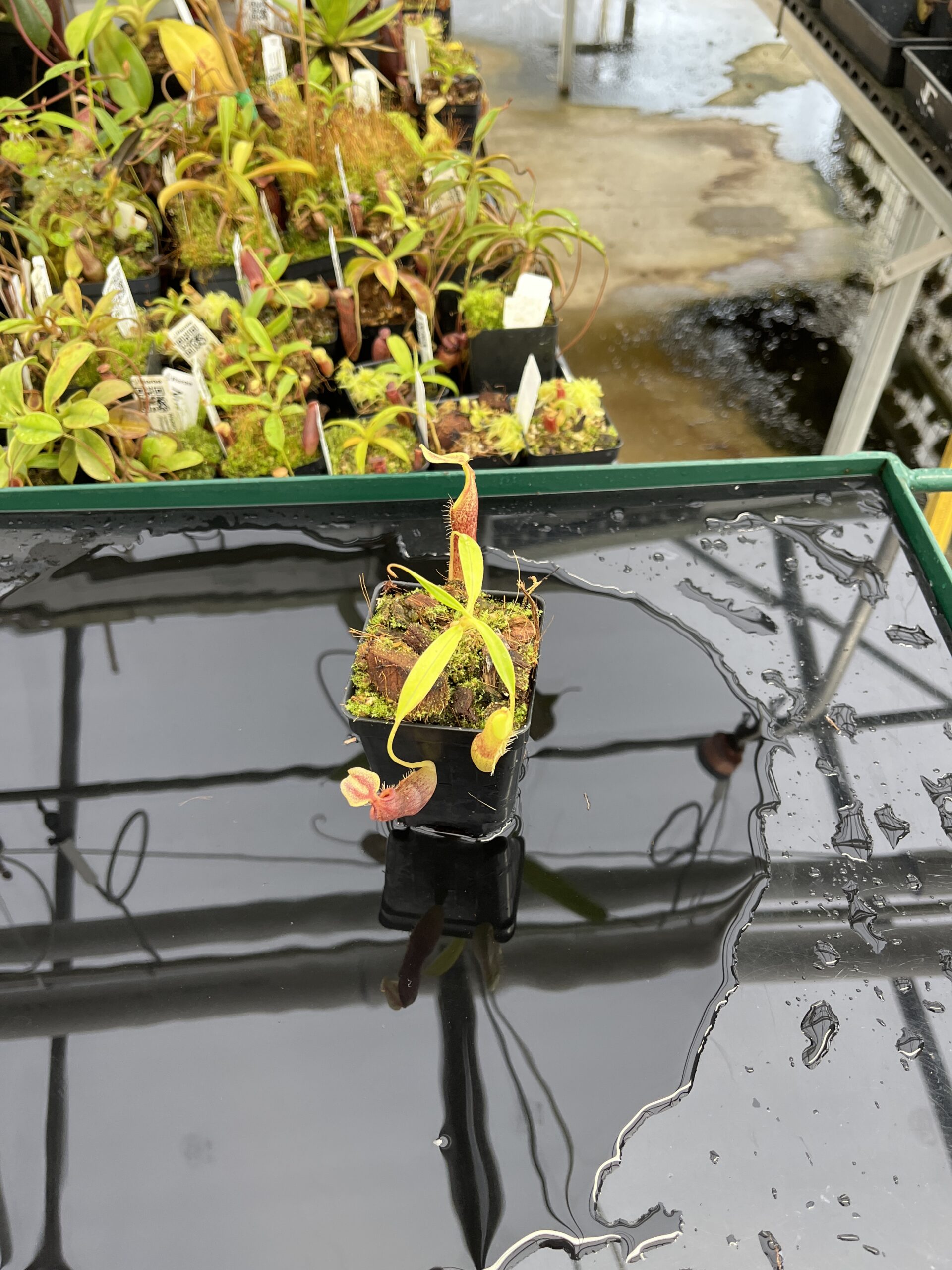 Wide Angle of Nepenthes singalana | Borneo Exotics | BE-3170 | H23689