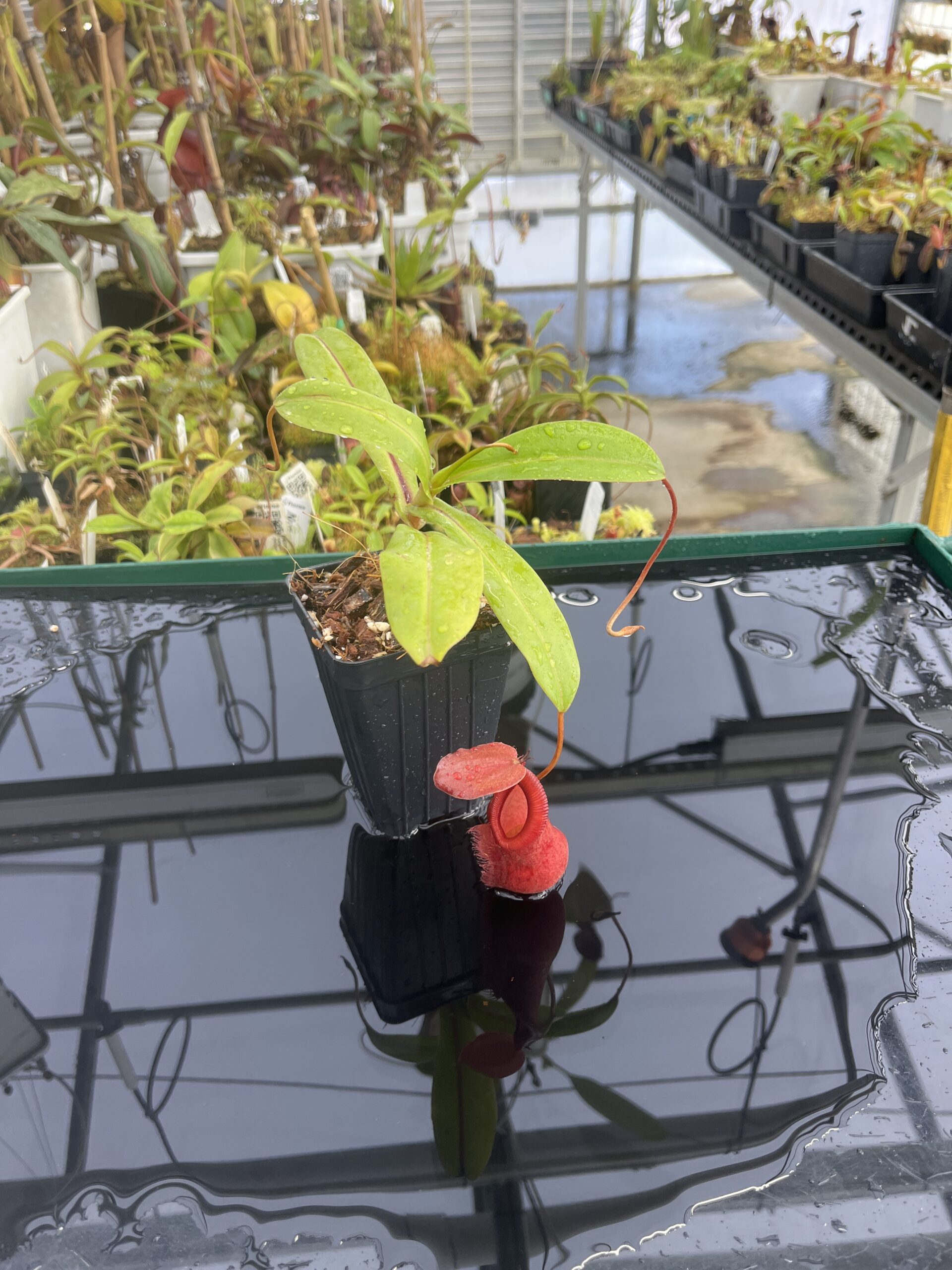 Wide Angle of Nepenthes spathulata x diabolica | Borneo Exotics | BE-3983 | H23661