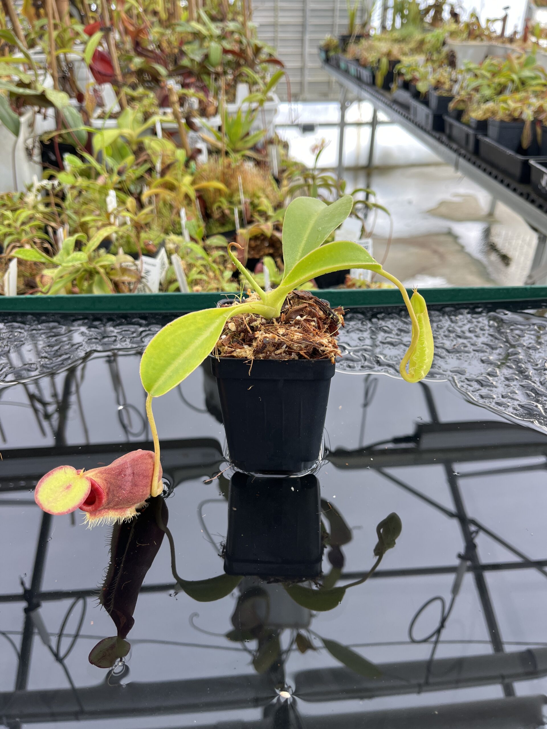 Wide Angle of Nepenthes spathulata x lowii | Borneo Exotics | BE-4517 | H23431