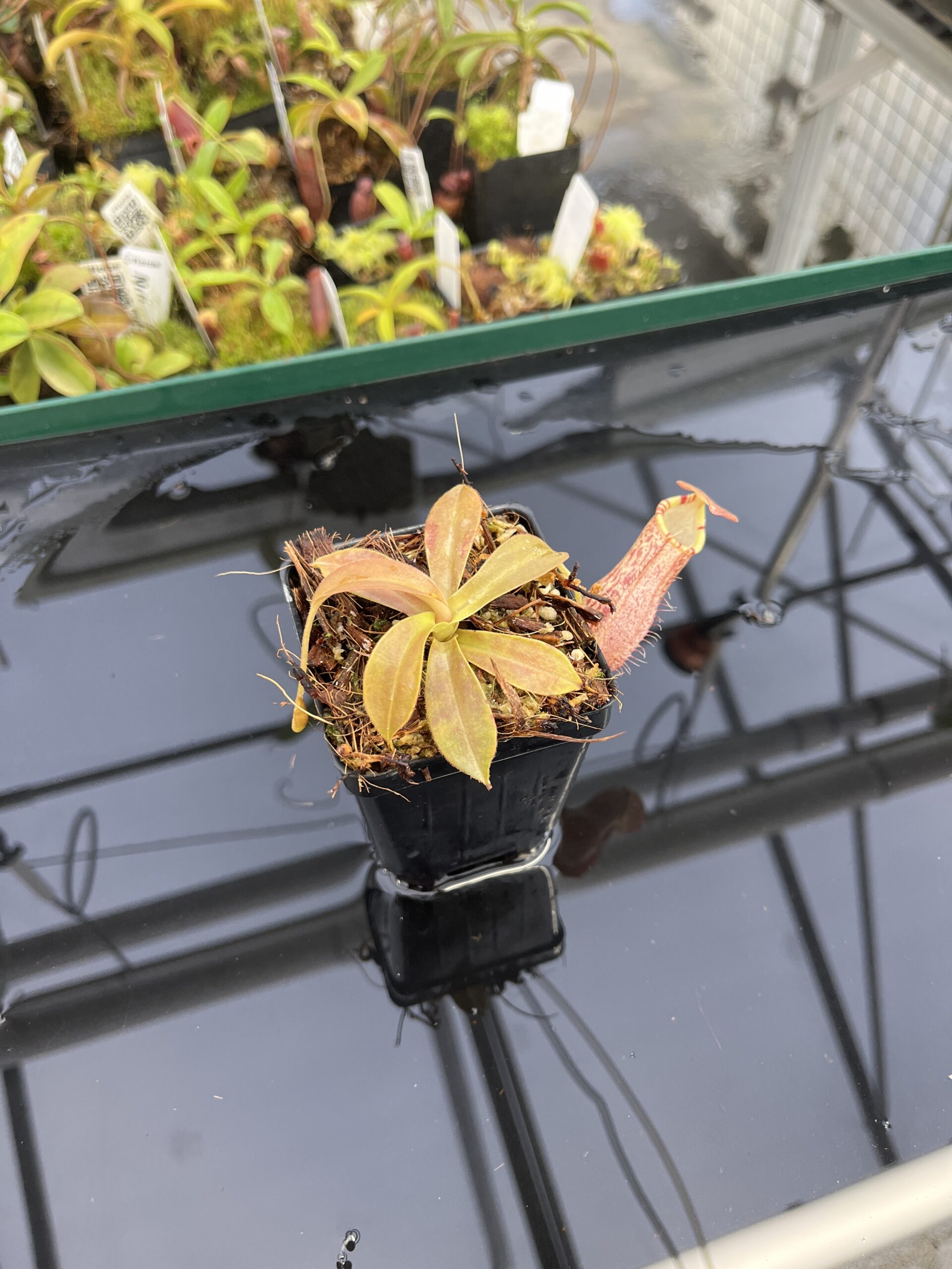 Wide Angle of Nepenthes spathulata x spectabilis | Borneo Exotics | BE-4528 | H23681