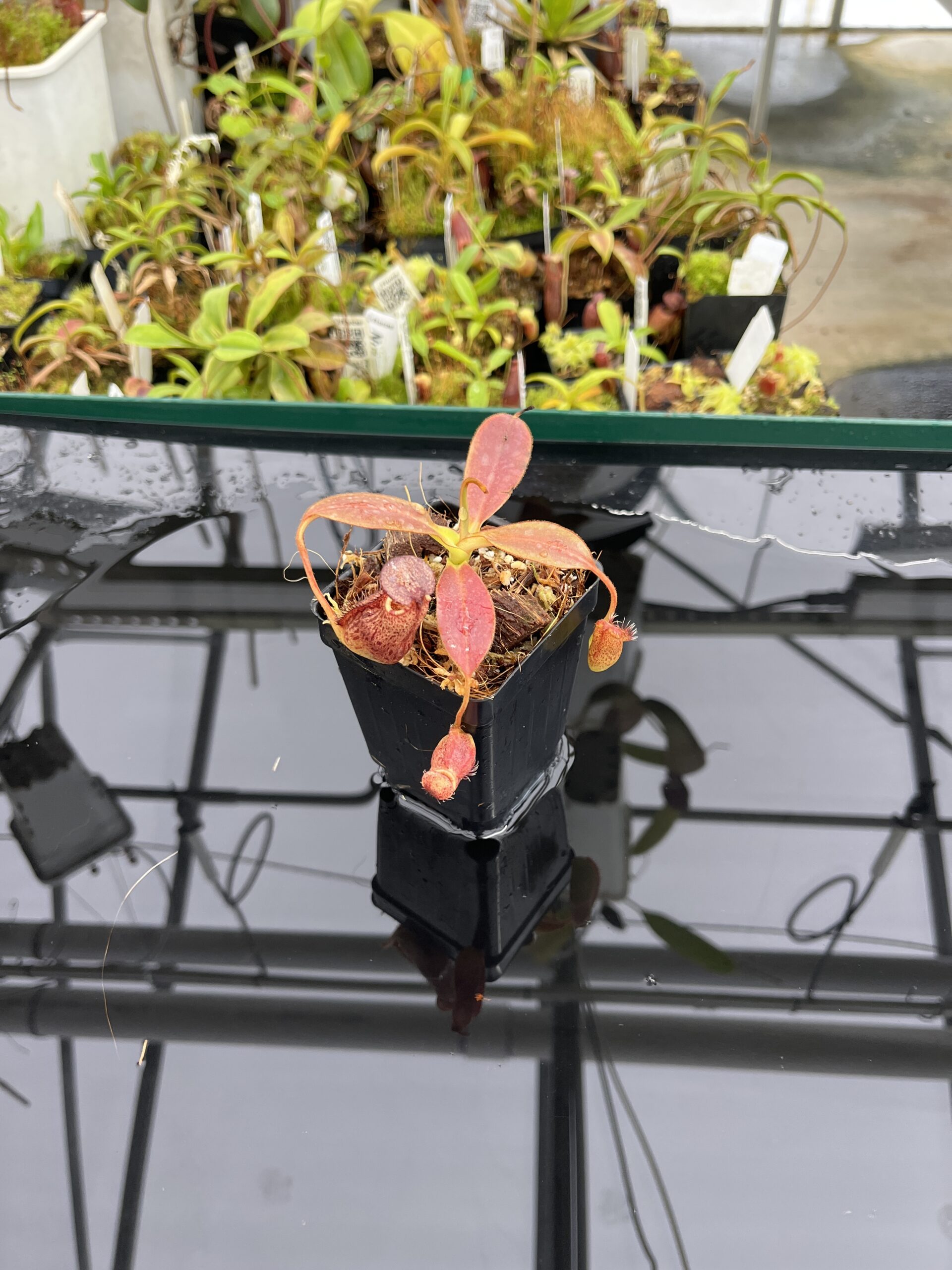 Wide Angle of Nepenthes spectabilis x ephippiata | Borneo Exotics | BE-4681 | H23533