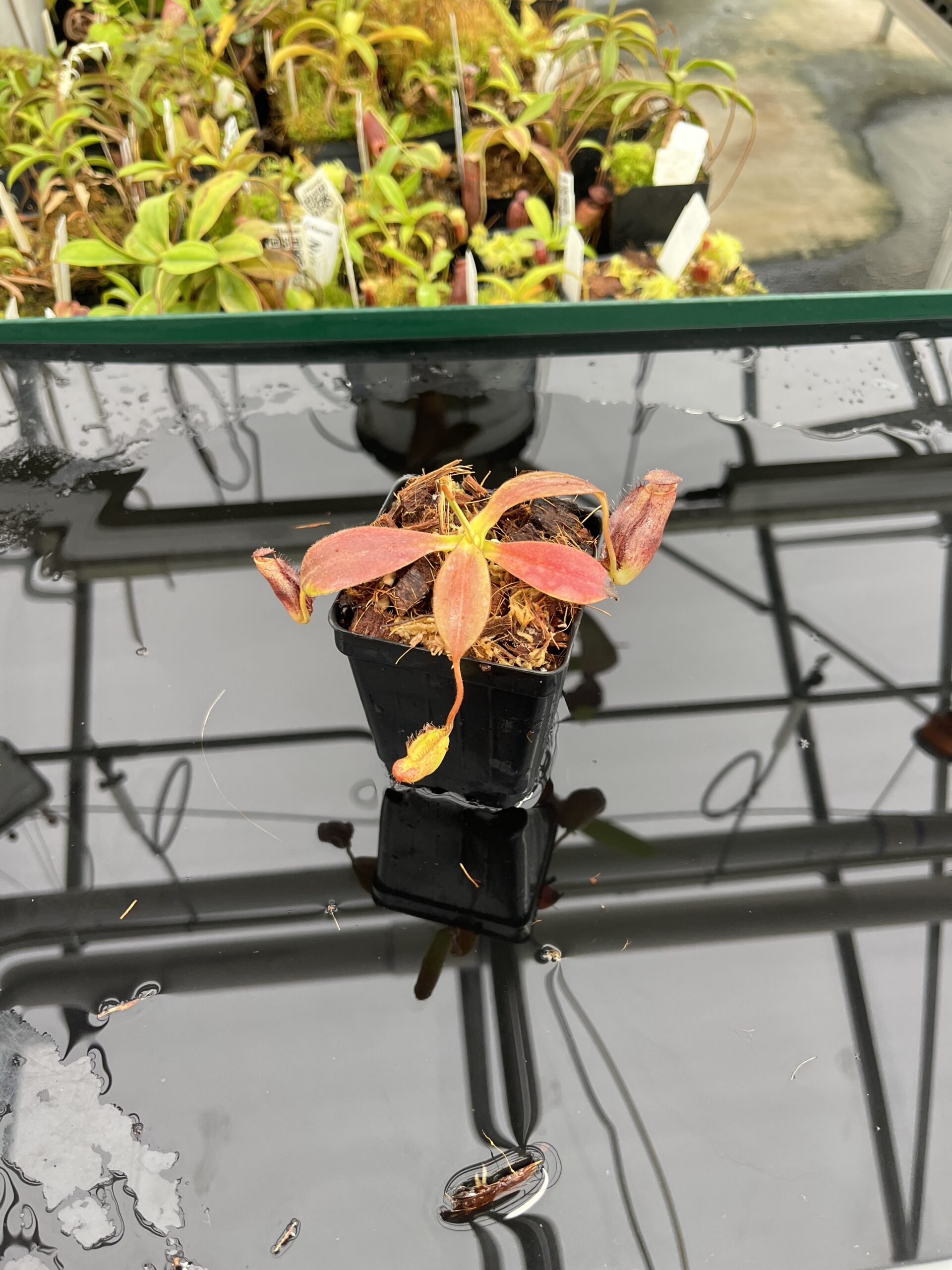 Wide Angle of Nepenthes spectabilis x ephippiata | Borneo Exotics | BE-4681 | H23538