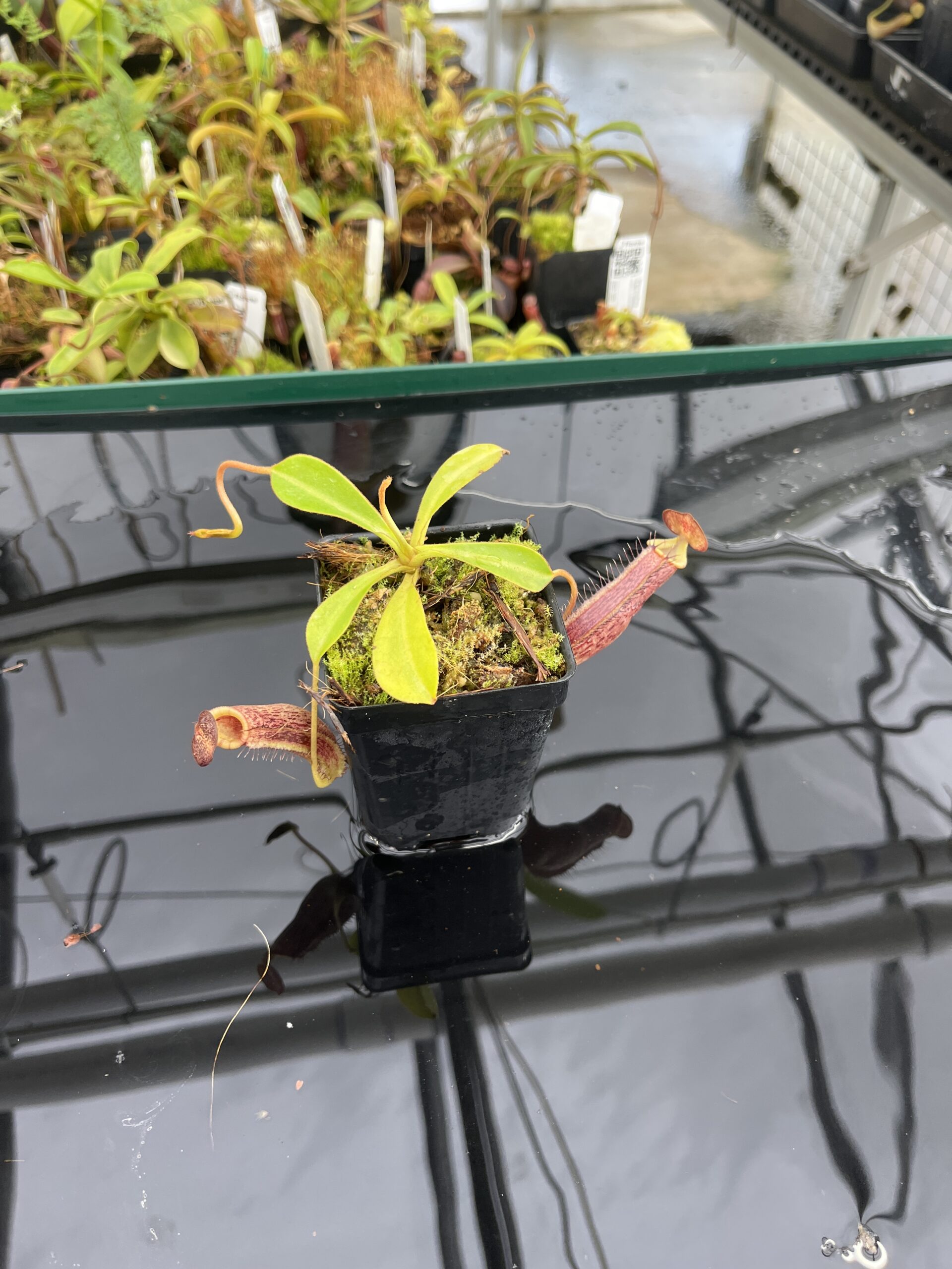 Wide Angle of Nepenthes spectabilis x lowii | Borneo Exotics | BE-4524 | H23343