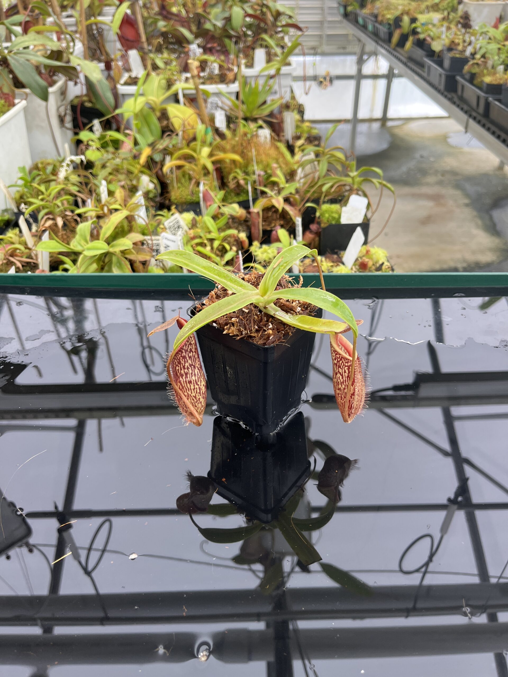 Wide Angle of Nepenthes talangensis x hamata | Borneo Exotics | BE-4003 | H23547