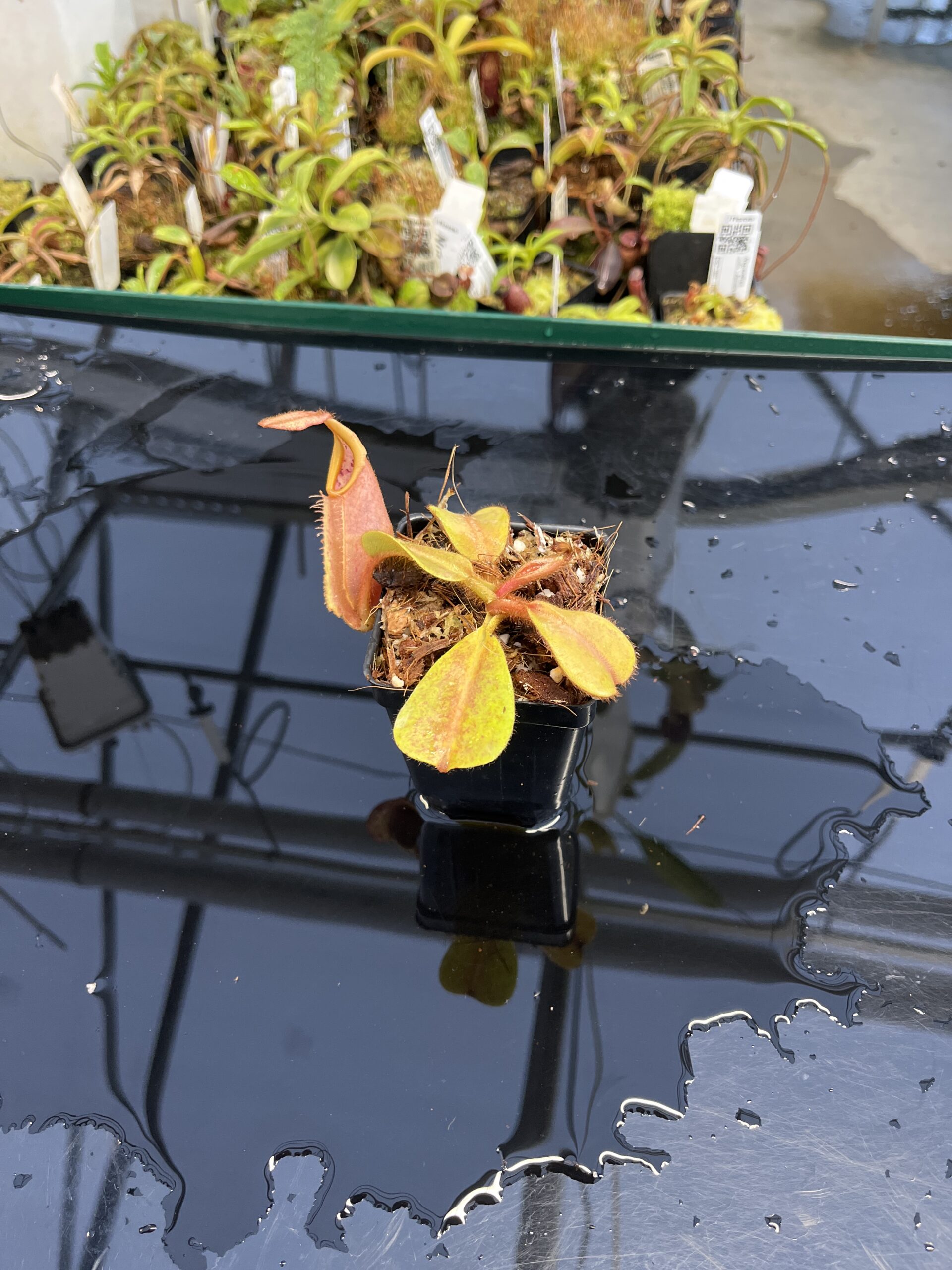 Wide Angle of Nepenthes veitchii | Borneo Exotics | BE-4033 | L23245