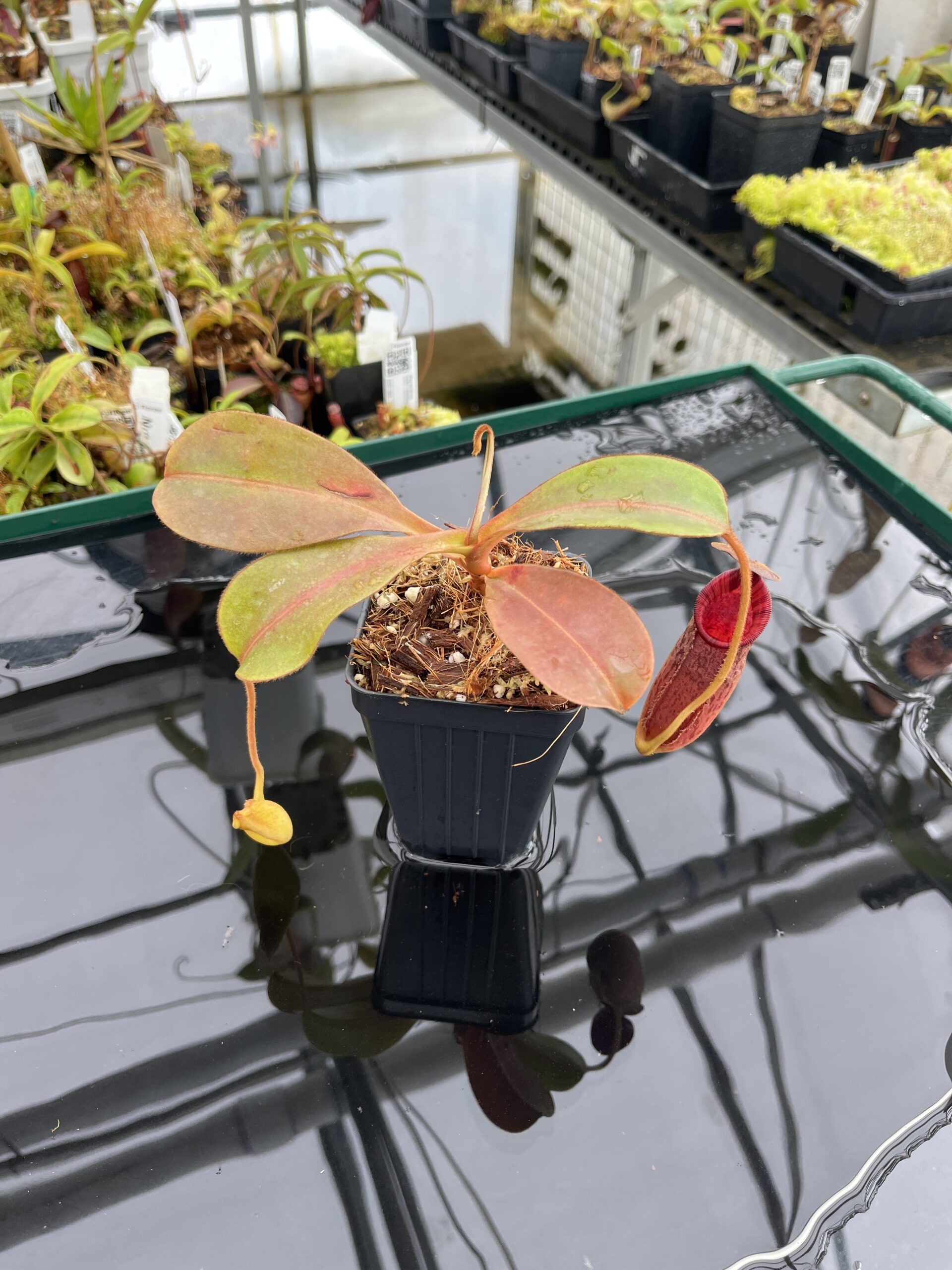 Wide Angle of Nepenthes (veitchii x lowii) x spectabilis | Borneo Exotics | BE-3400 | IN23260