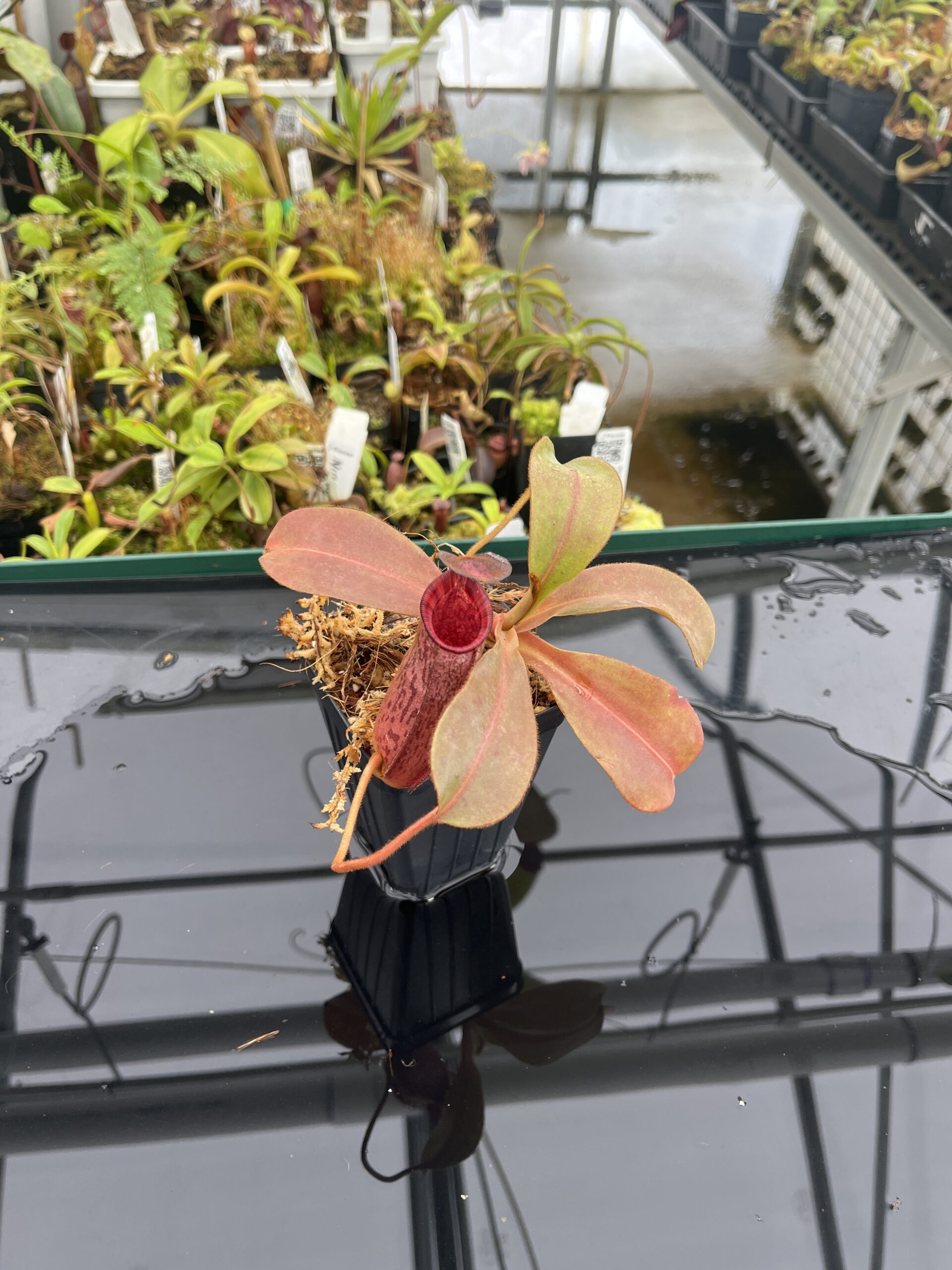 Wide Angle of Nepenthes (veitchii x lowii) x spectabilis | Borneo Exotics | BE-3400 | IN23268
