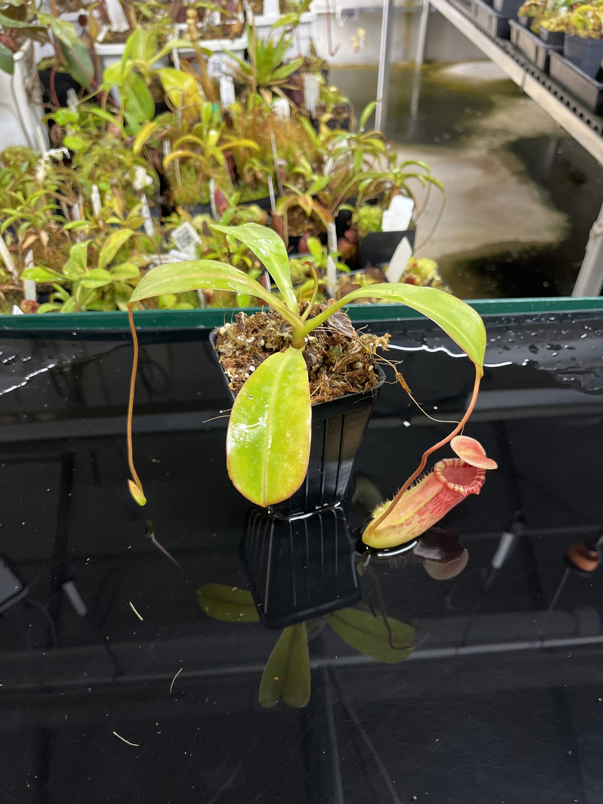 Wide Angle of Nepenthes ventricosa x ephippiata | Borneo Exotics | BE-4639 | IN23462