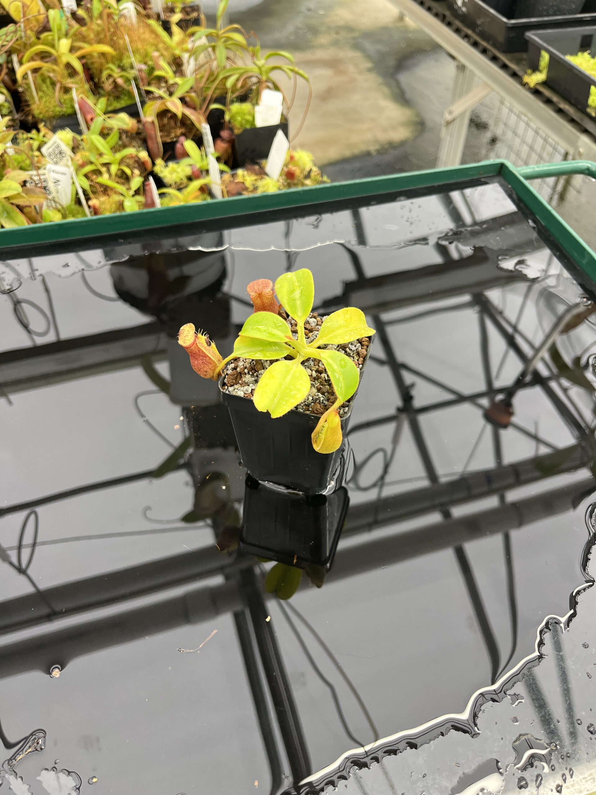 Wide Angle of Nepenthes villosa x robcantleyi | Borneo Exotics | BE-4079 | H23530