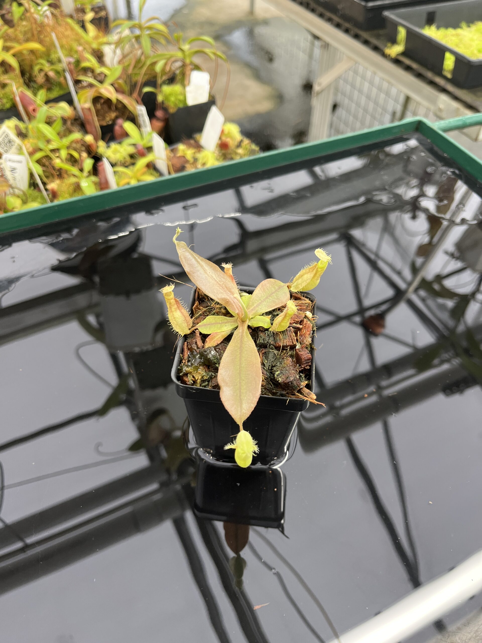 Wide Angle of Nepenthes xhookeriana | Florae Collaborative | FC-198.01 | L23486