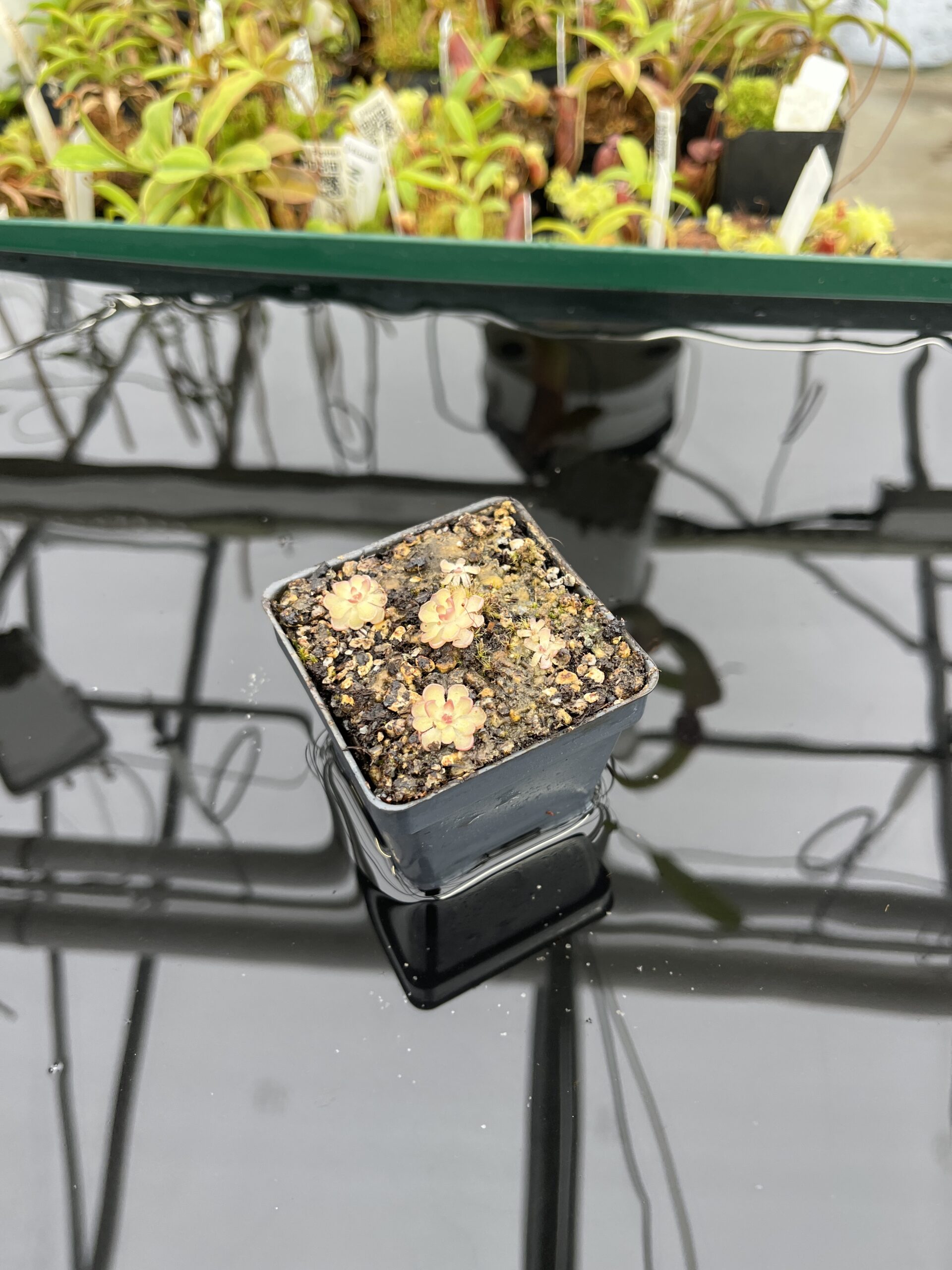 Wide Angle of Pinguicula gracilis | Best Carnivorous Plants | BCP-554 | IN23601