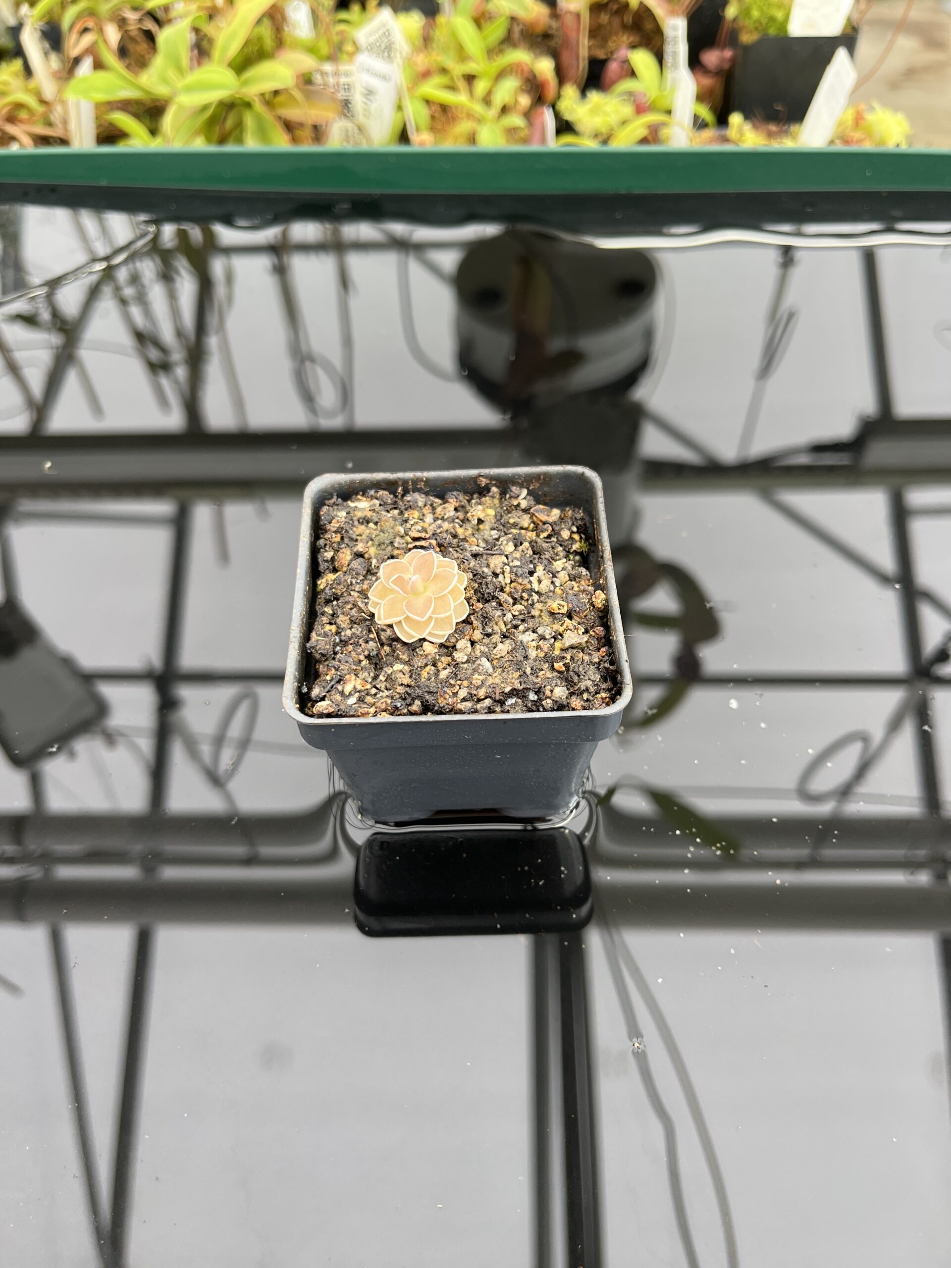 Wide Angle of Pinguicula jaumavensis {75} | Best Carnivorous Plants | BCP-549 | IN23605