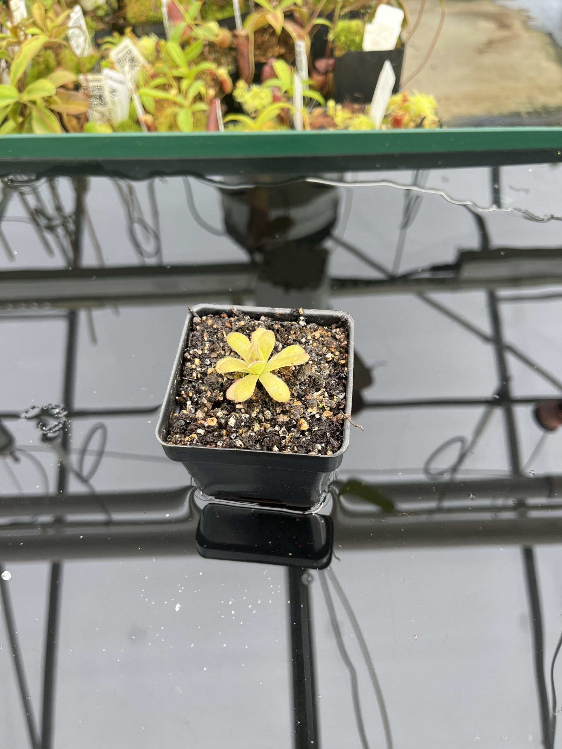 Wide Angle of Pinguicula martinezii | Best Carnivorous Plants | BCP-2222 | IN23611