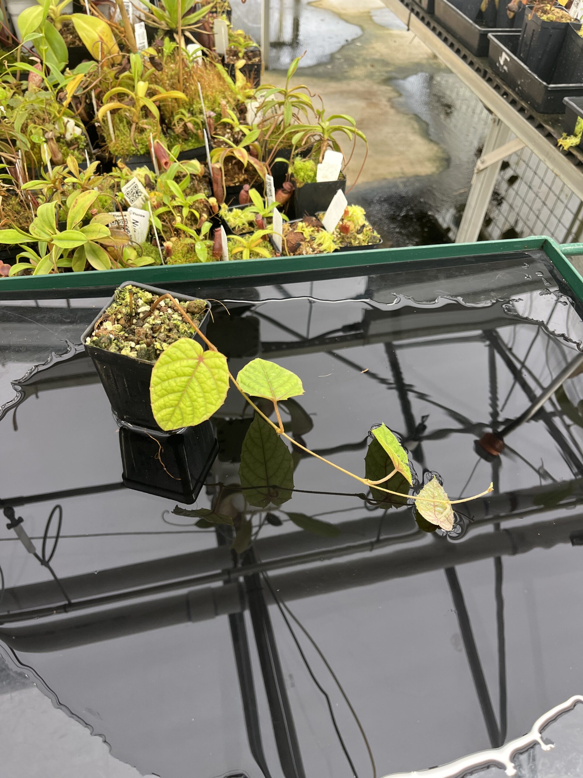 Wide Angle of Pterisanthes sp (Indonesia) | Florae Collaborative | | IN23478