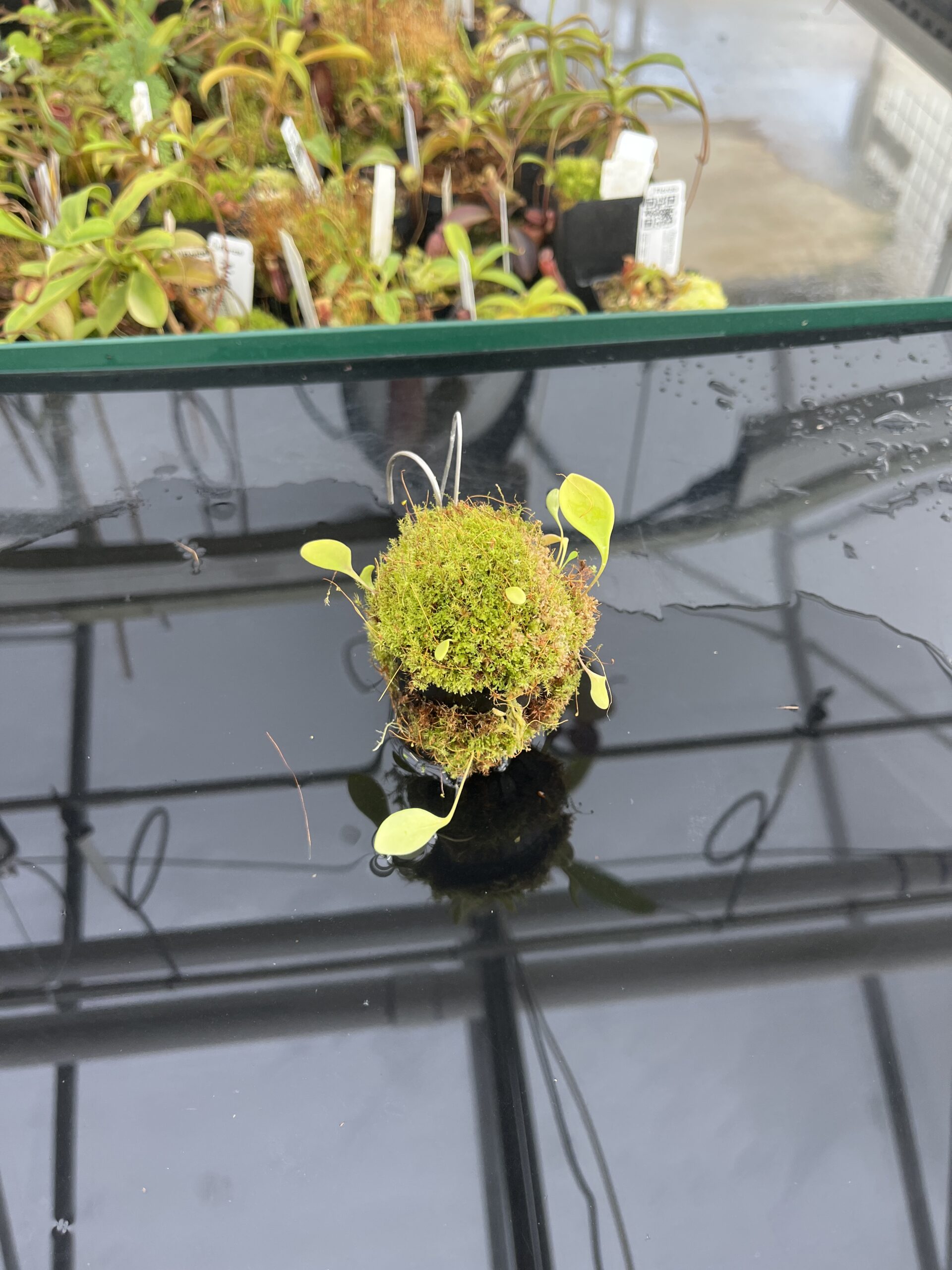 Wide Angle of Utricularia quelchii | Best Carnivorous Plants | BCP-138 | H23358