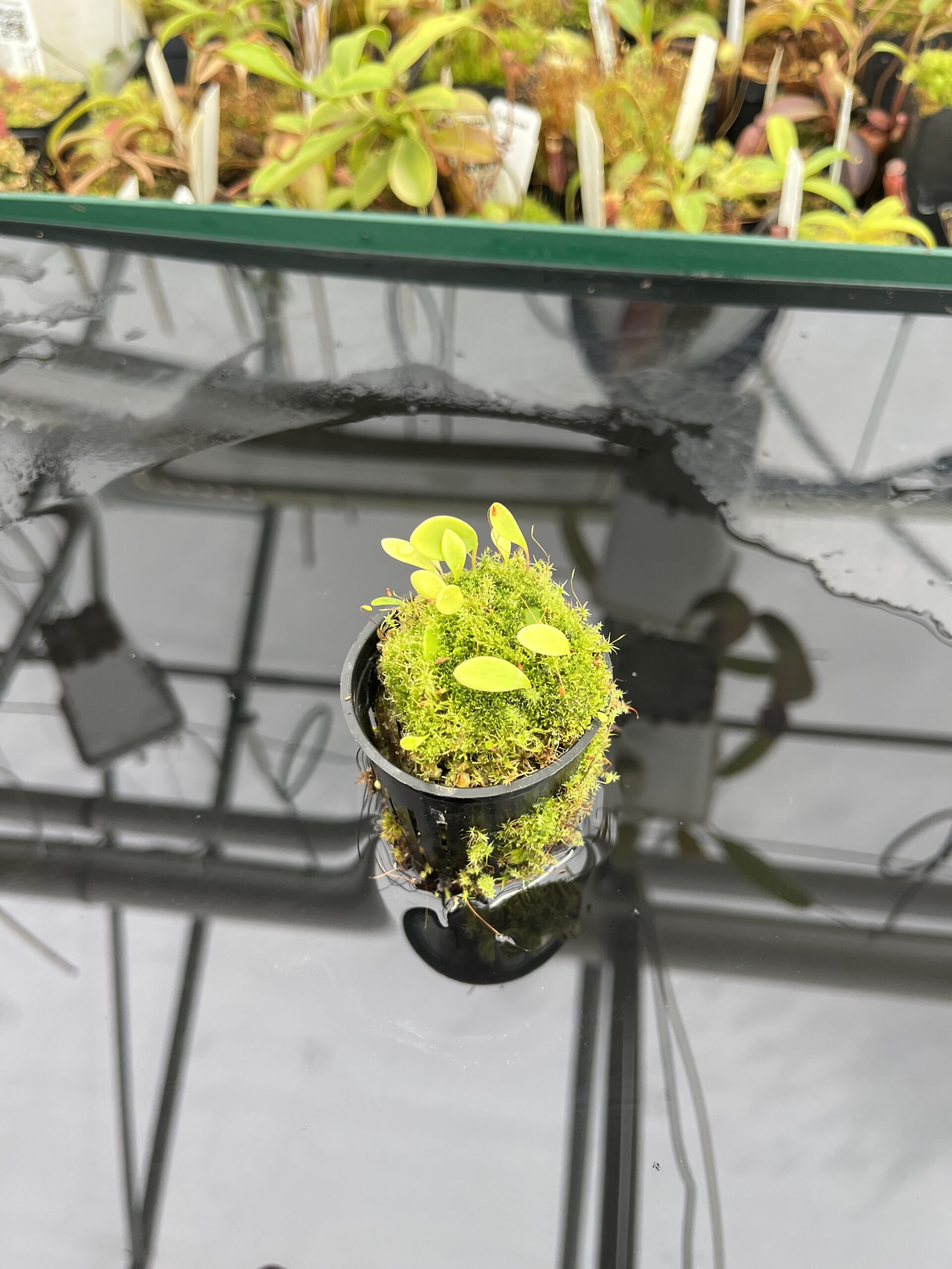 Wide Angle of Utricularia quelchii | Best Carnivorous Plants | | H23353