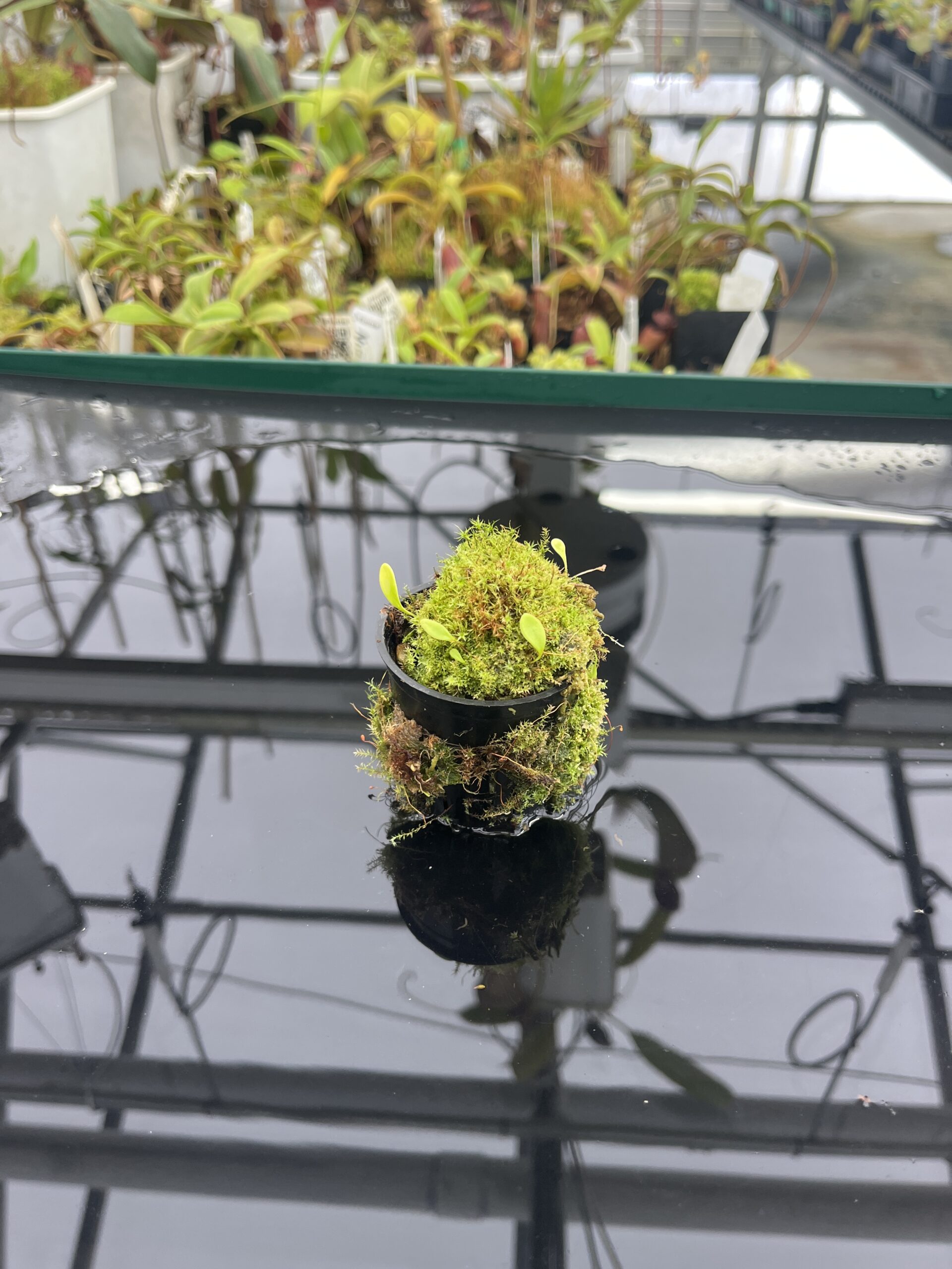 Wide Angle of Utricularia quelchii {Peter Harbart clone} | Best Carnivorous Plants | | H23512