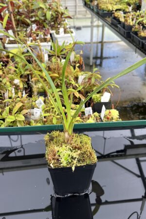 Close Up of Brocchinia acuminata {seedgrown, Apacara Tepui, Chimanta Massif, Venezuela} | Best Carnivorous Plants | BCP-2266-00 | H24704