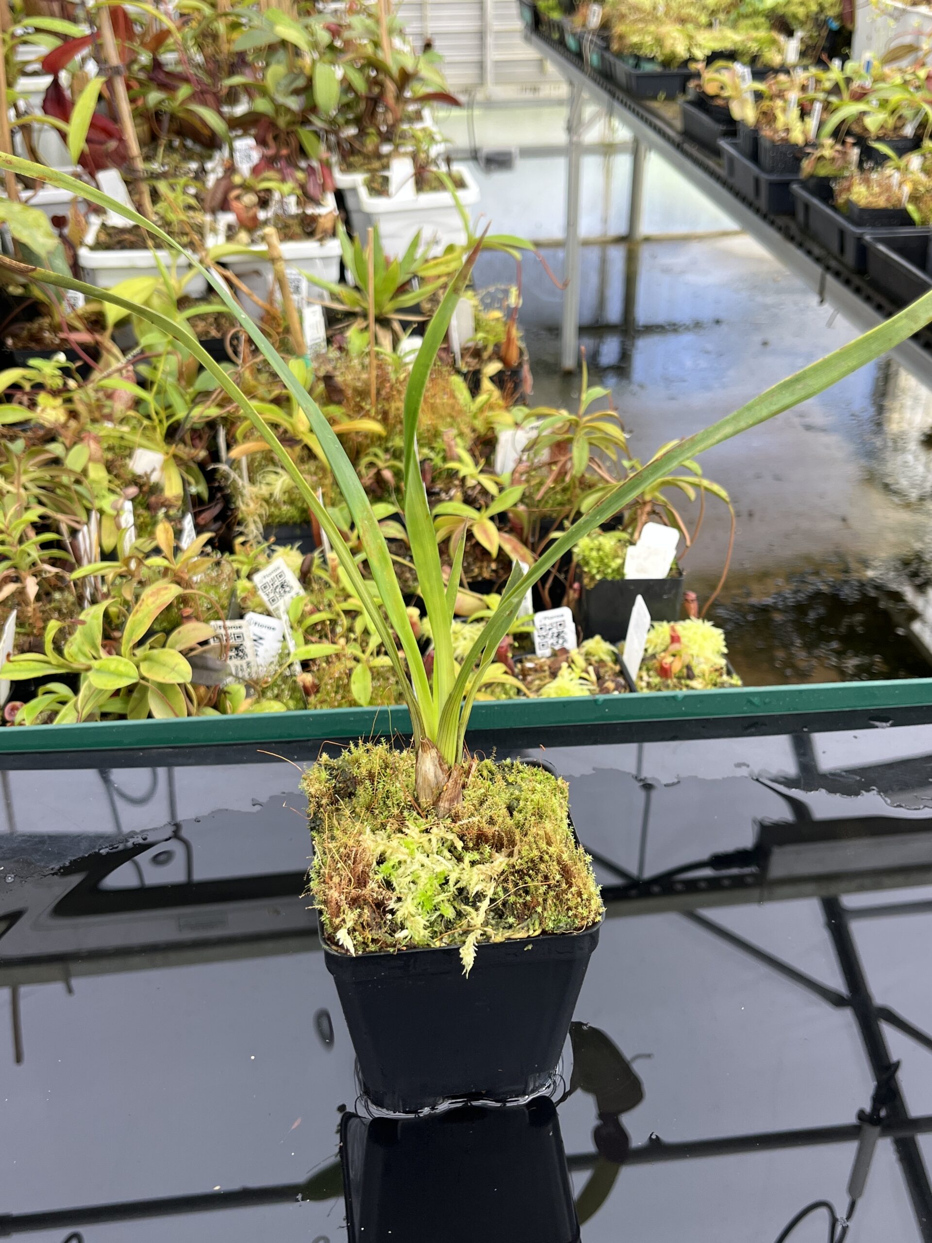 Close Up of Brocchinia acuminata {seedgrown, Apacara Tepui, Chimanta Massif, Venezuela} | Best Carnivorous Plants | BCP-2266-00 | H24704