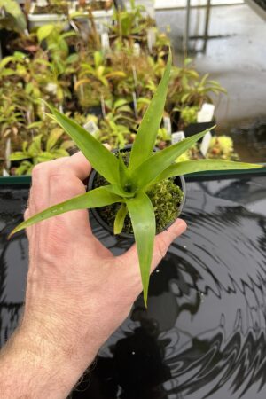Close Up of Catopsis spec. Nicaragua {Jinotega, Nicaragua} | Best Carnivorous Plants | BCP-1048, 1058 | H23933