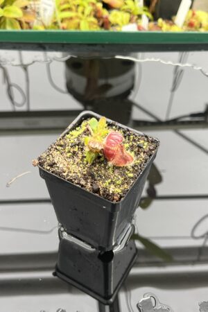 Close Up of Cephalotus follicularis | Borneo Exotics | | IN23841