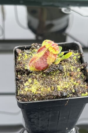 Close Up of Cephalotus follicularis | Borneo Exotics | | IN24672