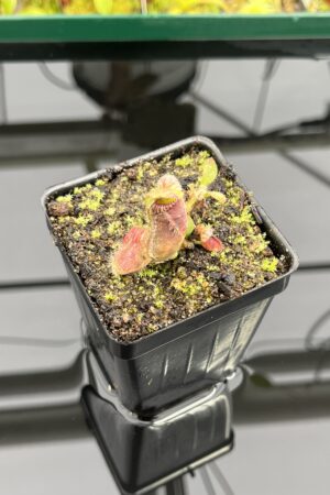 Close Up of Cephalotus follicularis | Borneo Exotics | | IN24725