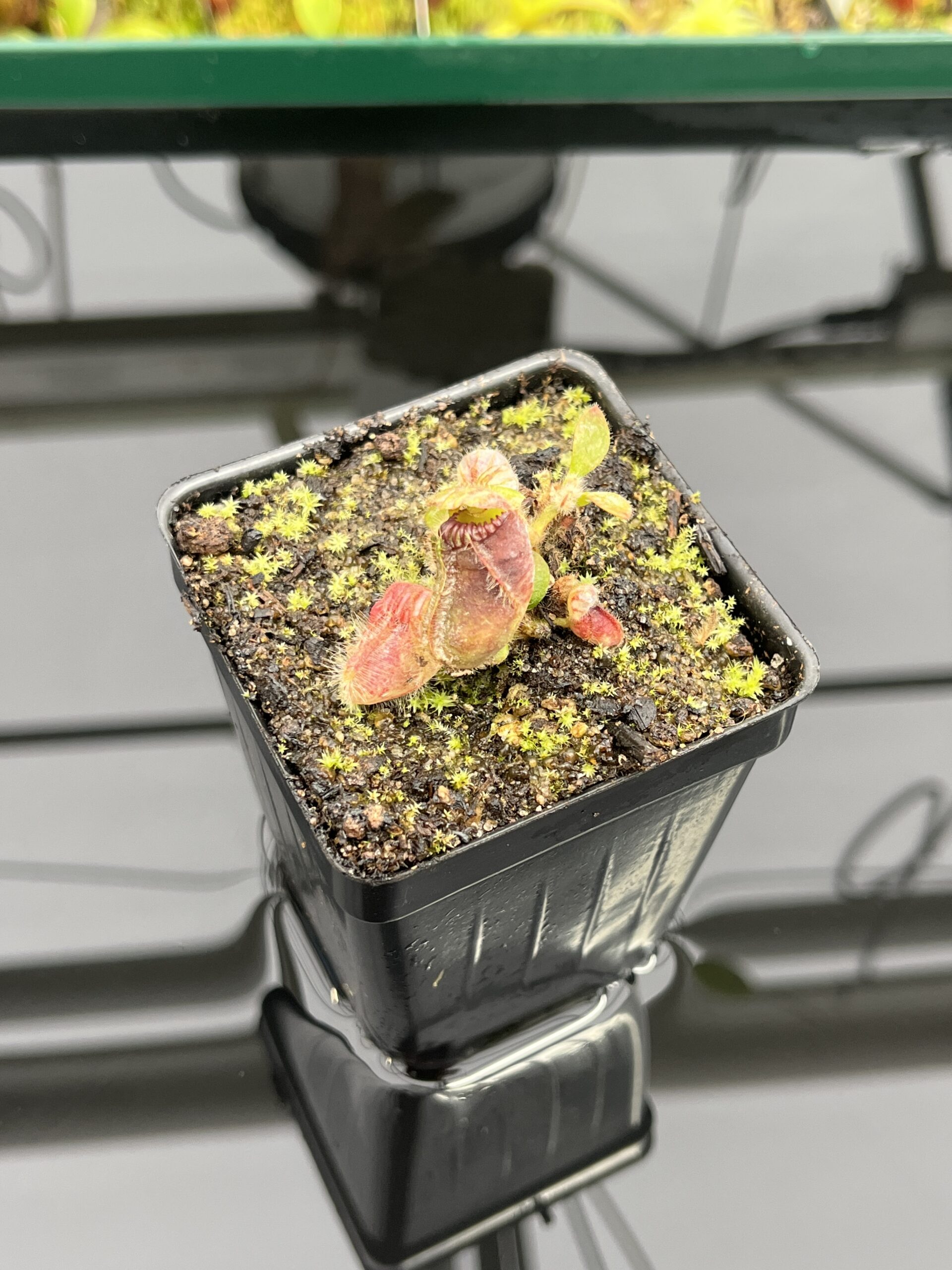 Close Up of Cephalotus follicularis | Borneo Exotics | | IN24725