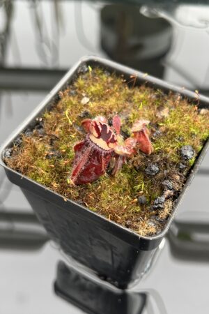 Close Up of Cephalotus follicularis | Christian Klein | | IN24671