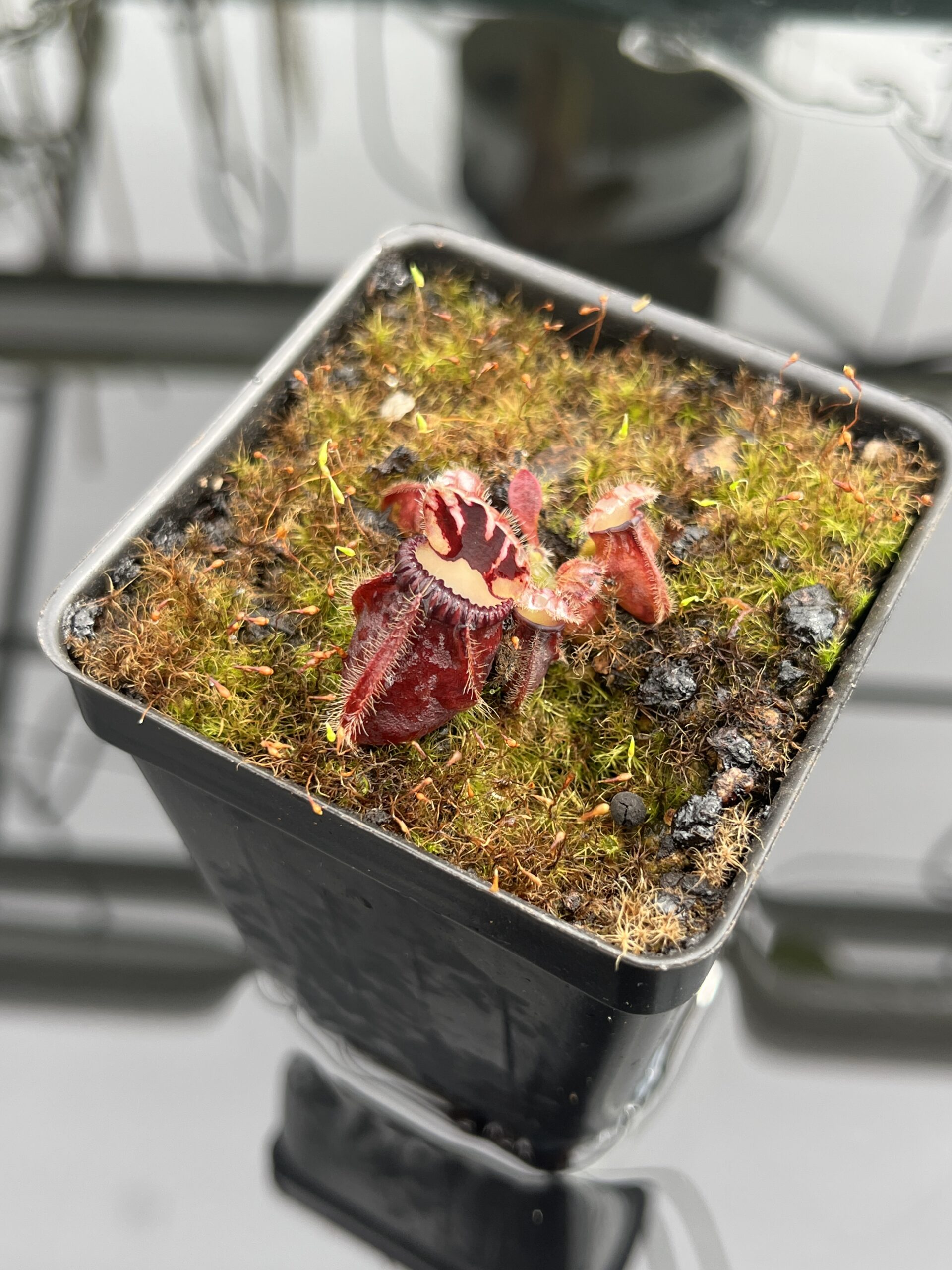 Close Up of Cephalotus follicularis | Christian Klein | | IN24671